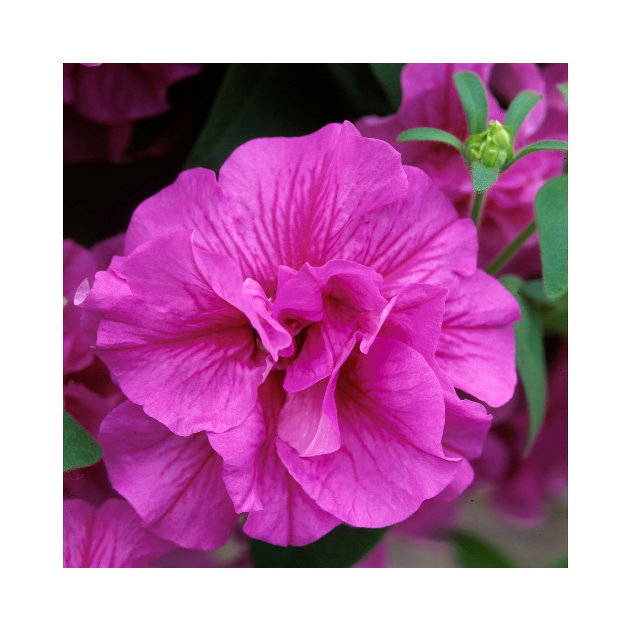 Petunia Double Tumbelina Collection