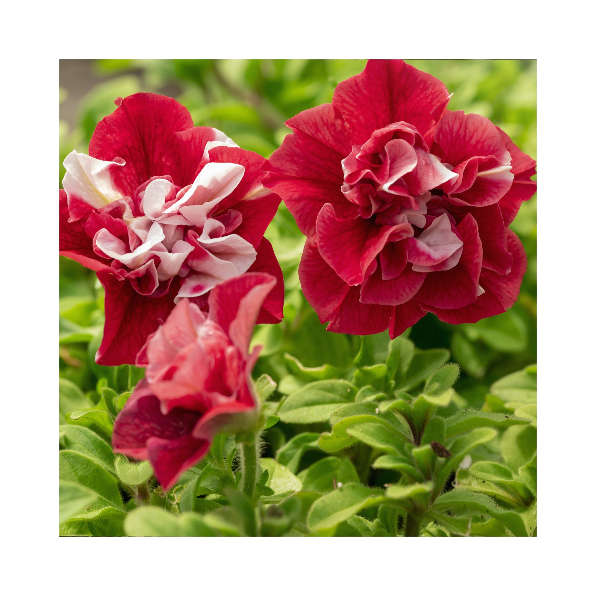 Petunia Tumbelina Cherry Ripple