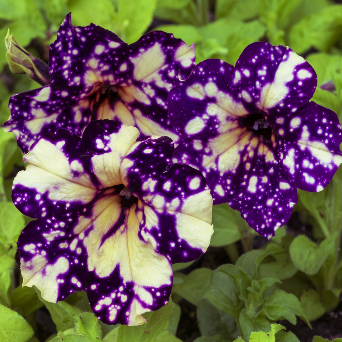 Petunia Happytoonia Starry Blue