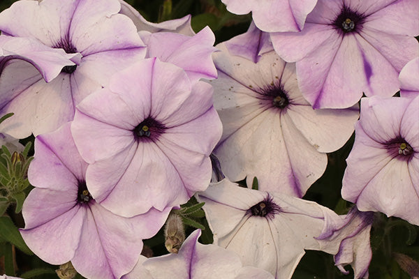 Pale pink to blue flowers of petunia plant