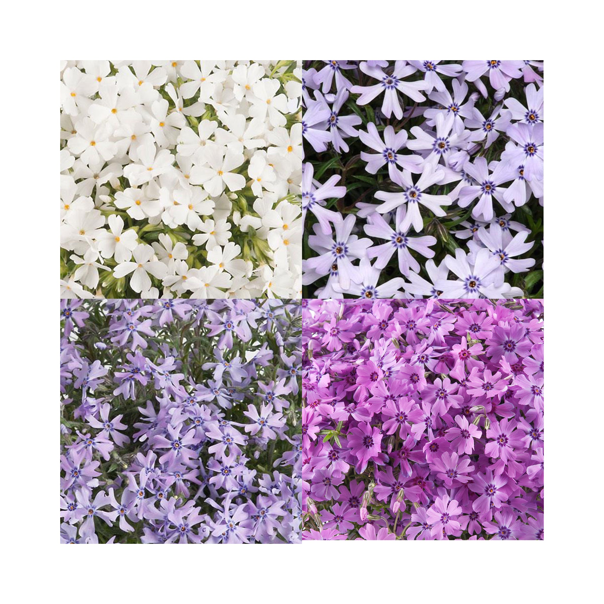 Phlox Fabulous Collection