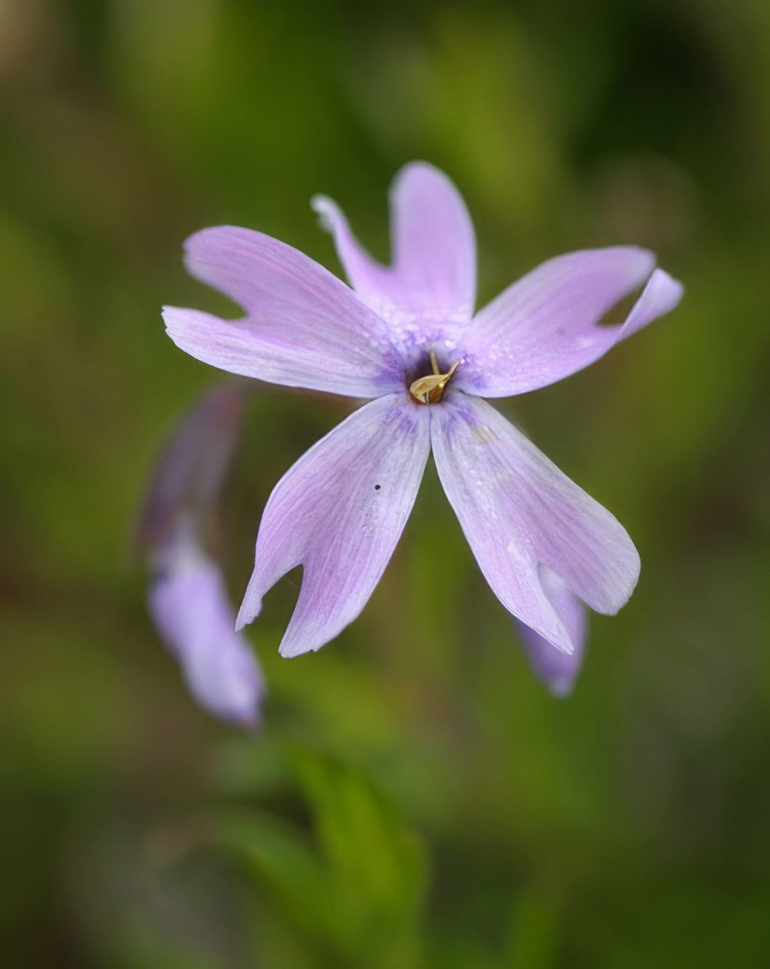 Phlox subulata Emerald Cushion