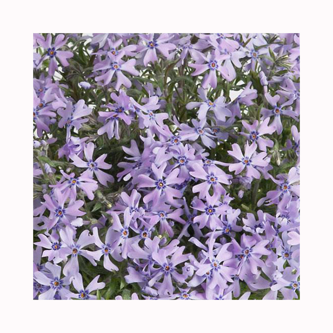 Phlox Fabulous Blue Violet