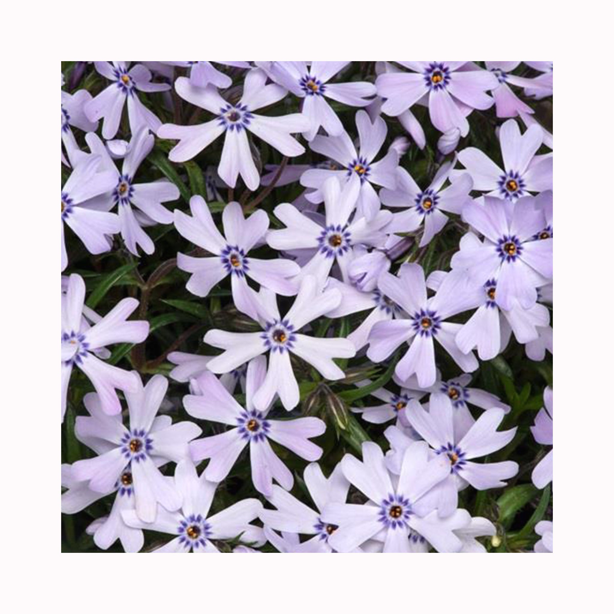 Phlox Fabulous Blue Dark Centre