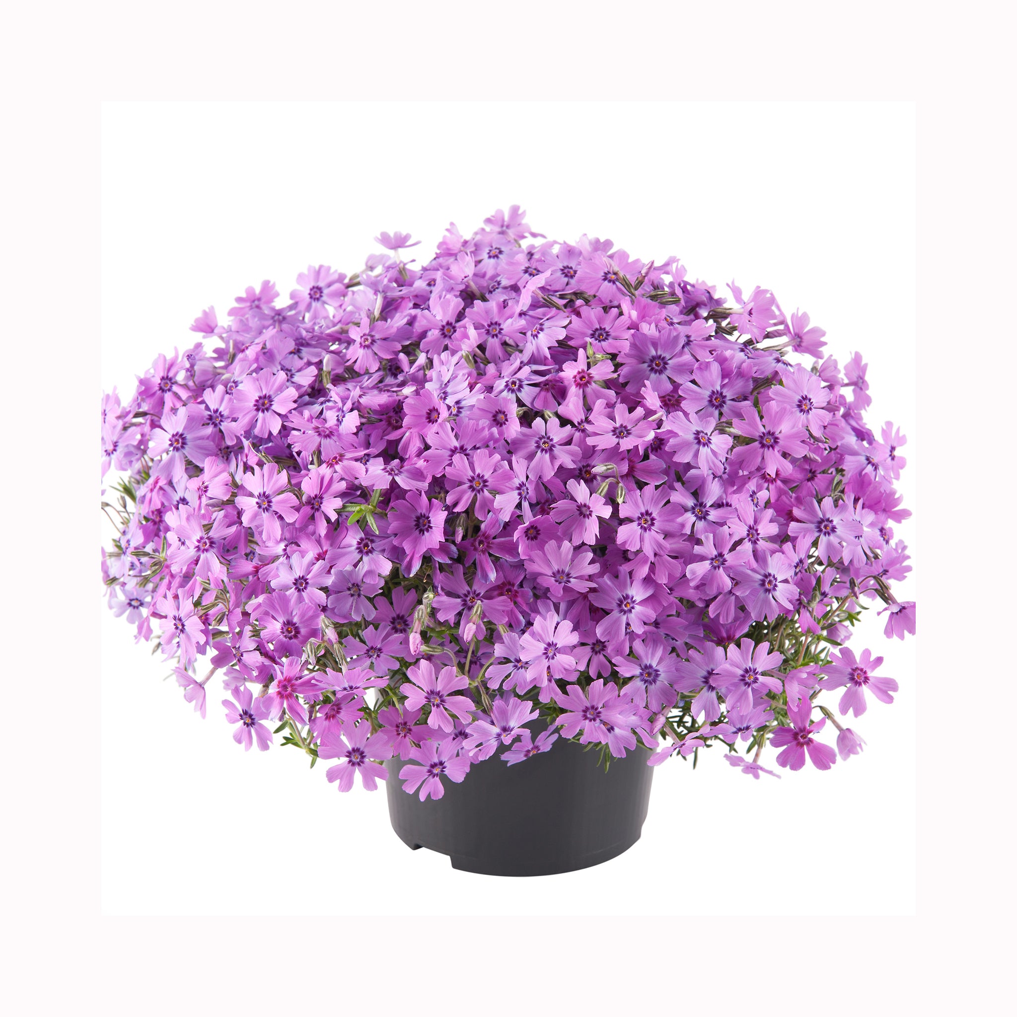 Phlox Fabulous Rose Dark Eye