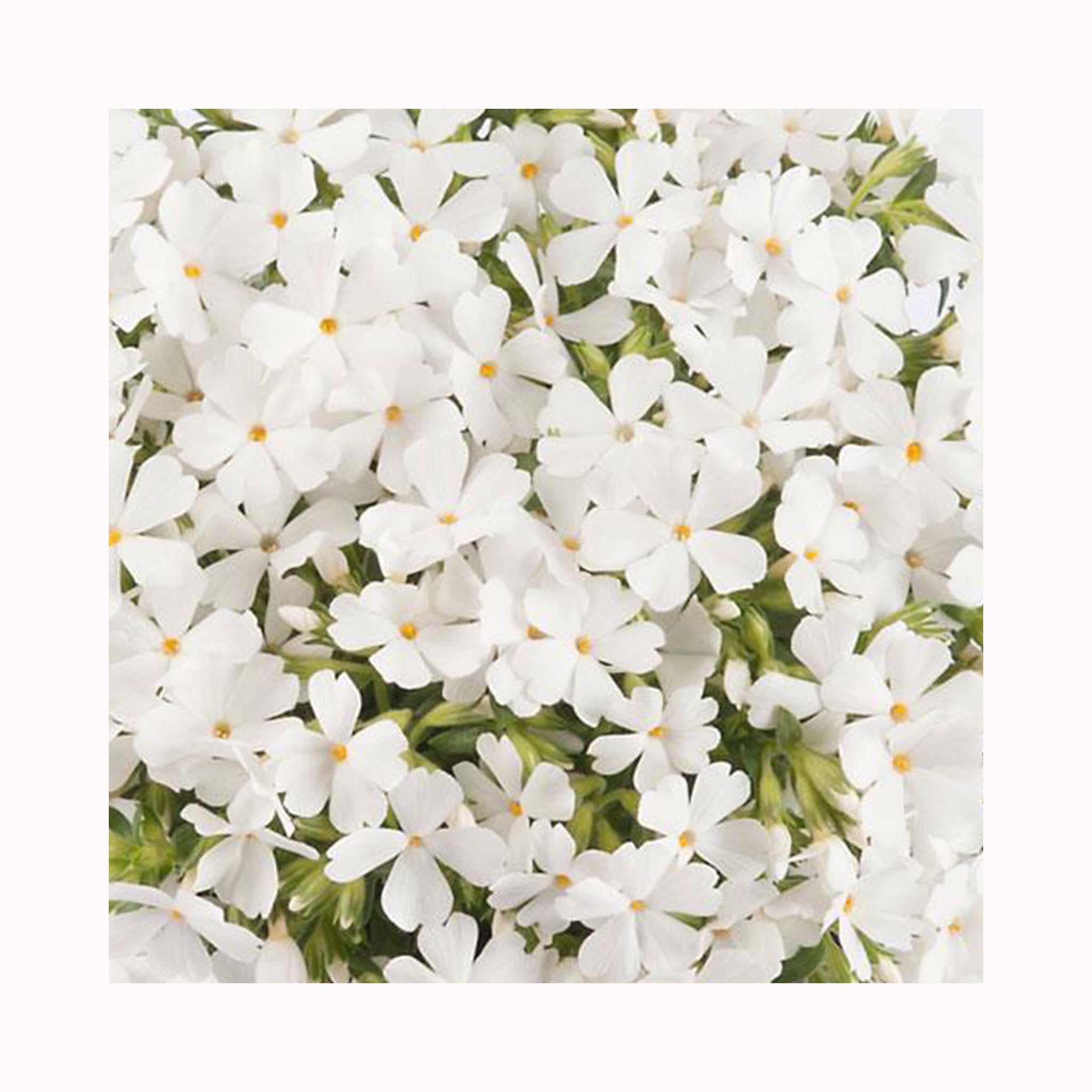 Phlox Fabulous White