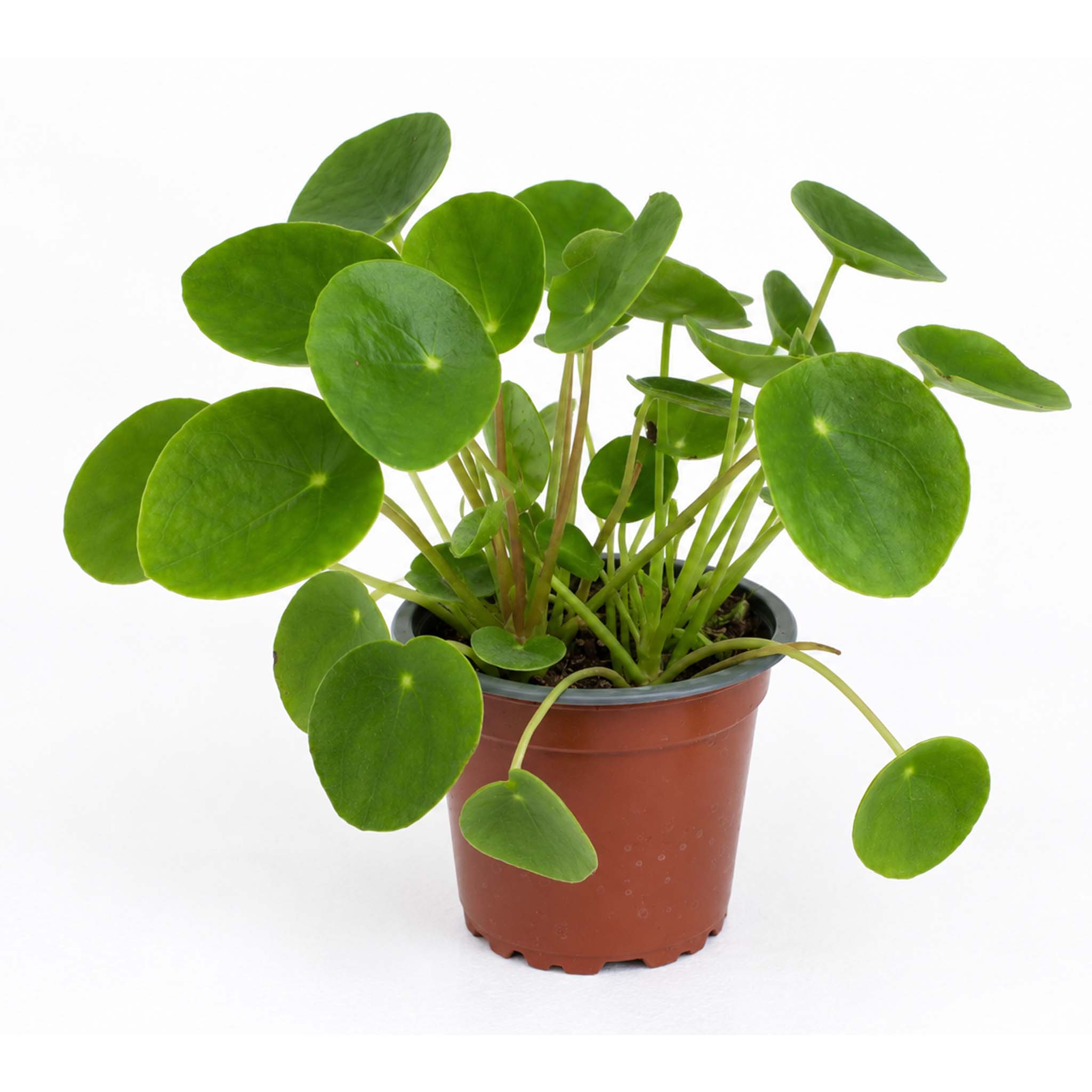 Pilea peppermoides
