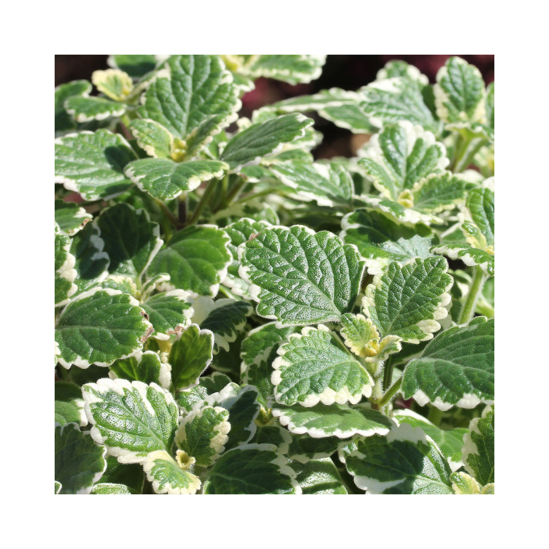 Plectranthus Varigated