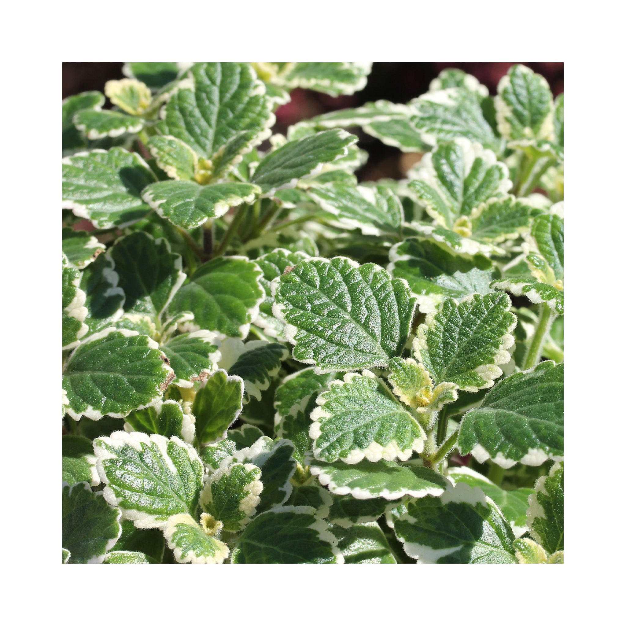 Plectranthus Varigated