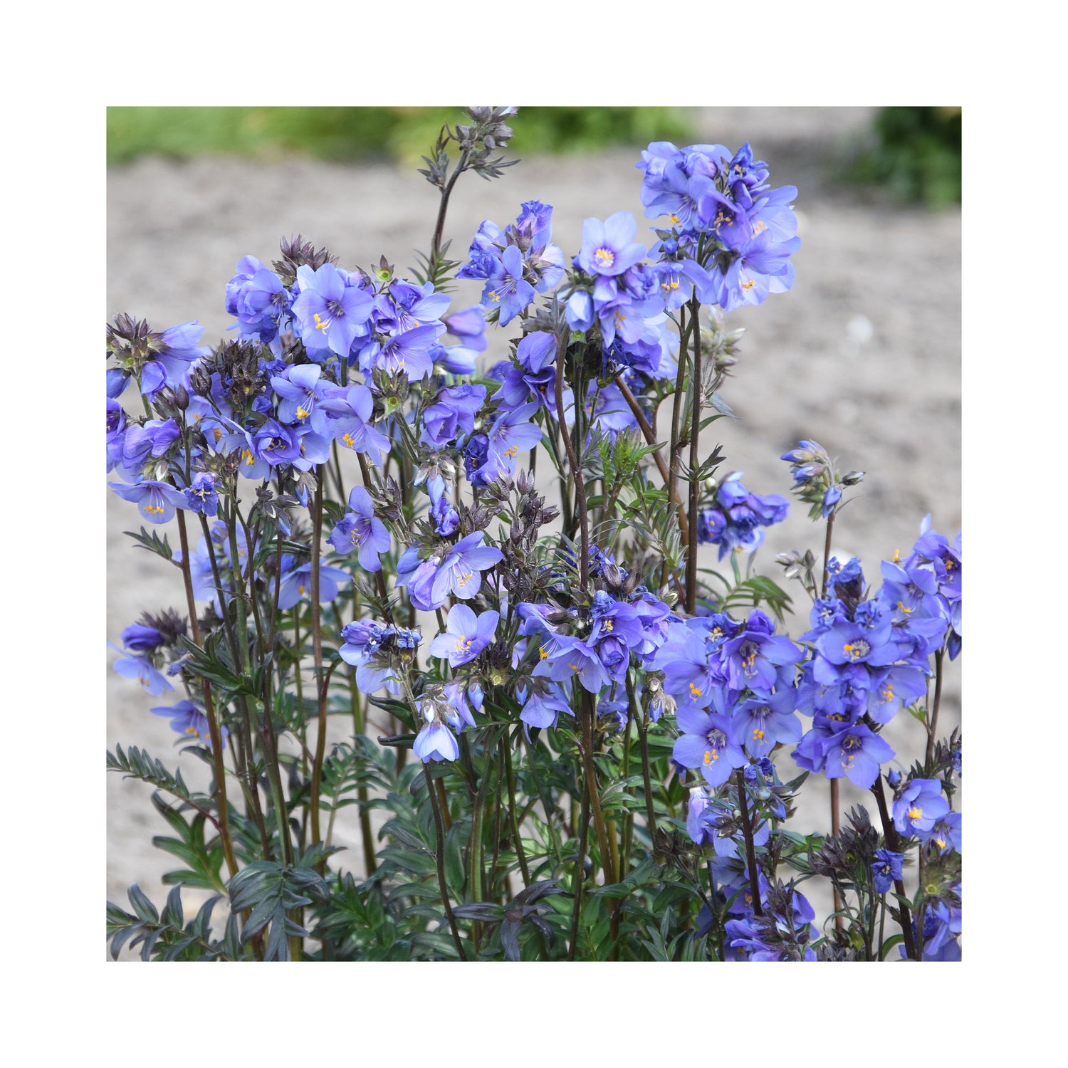 Polemonium tezoense Bressingham Purple