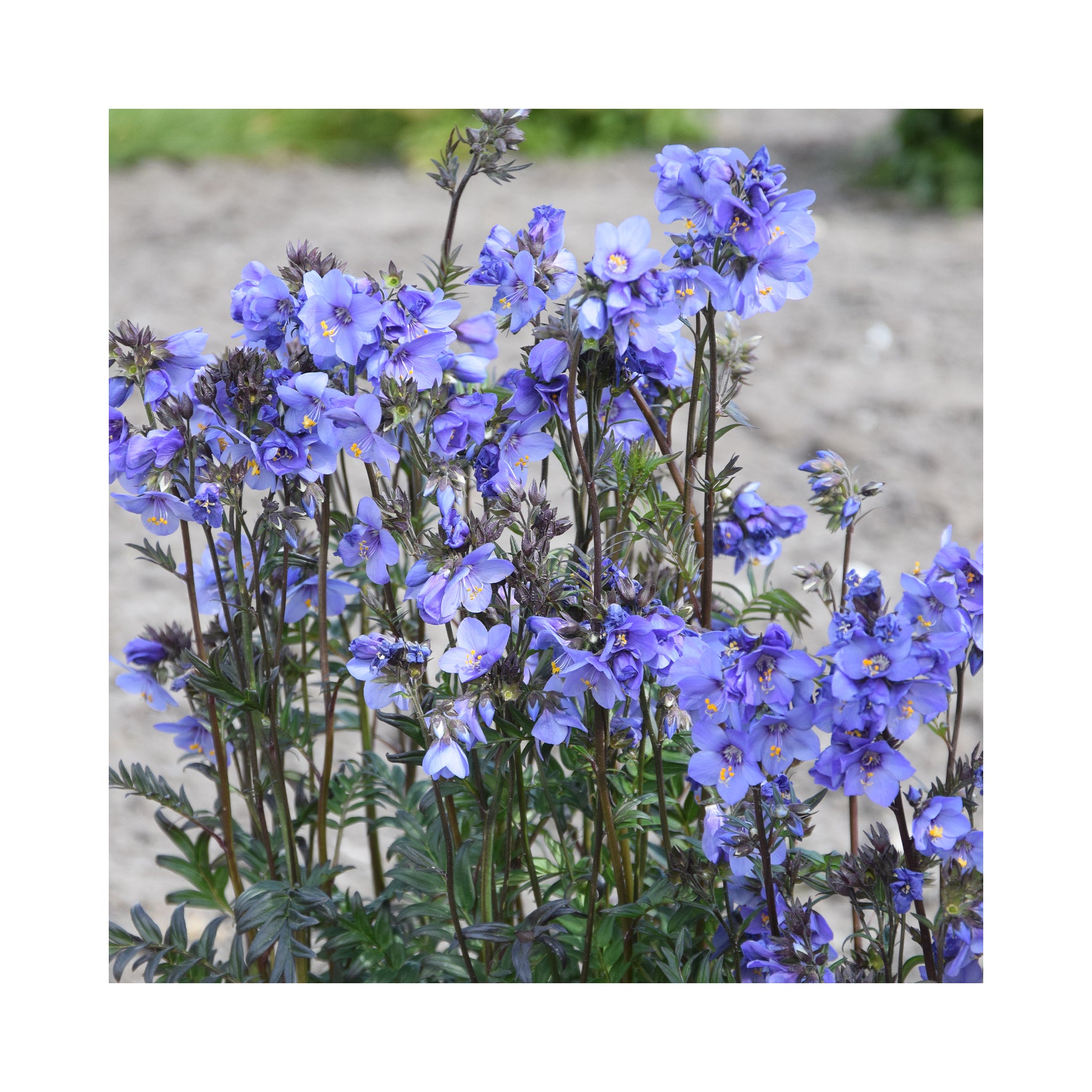 Polemonium tezoense Bressingham Purple