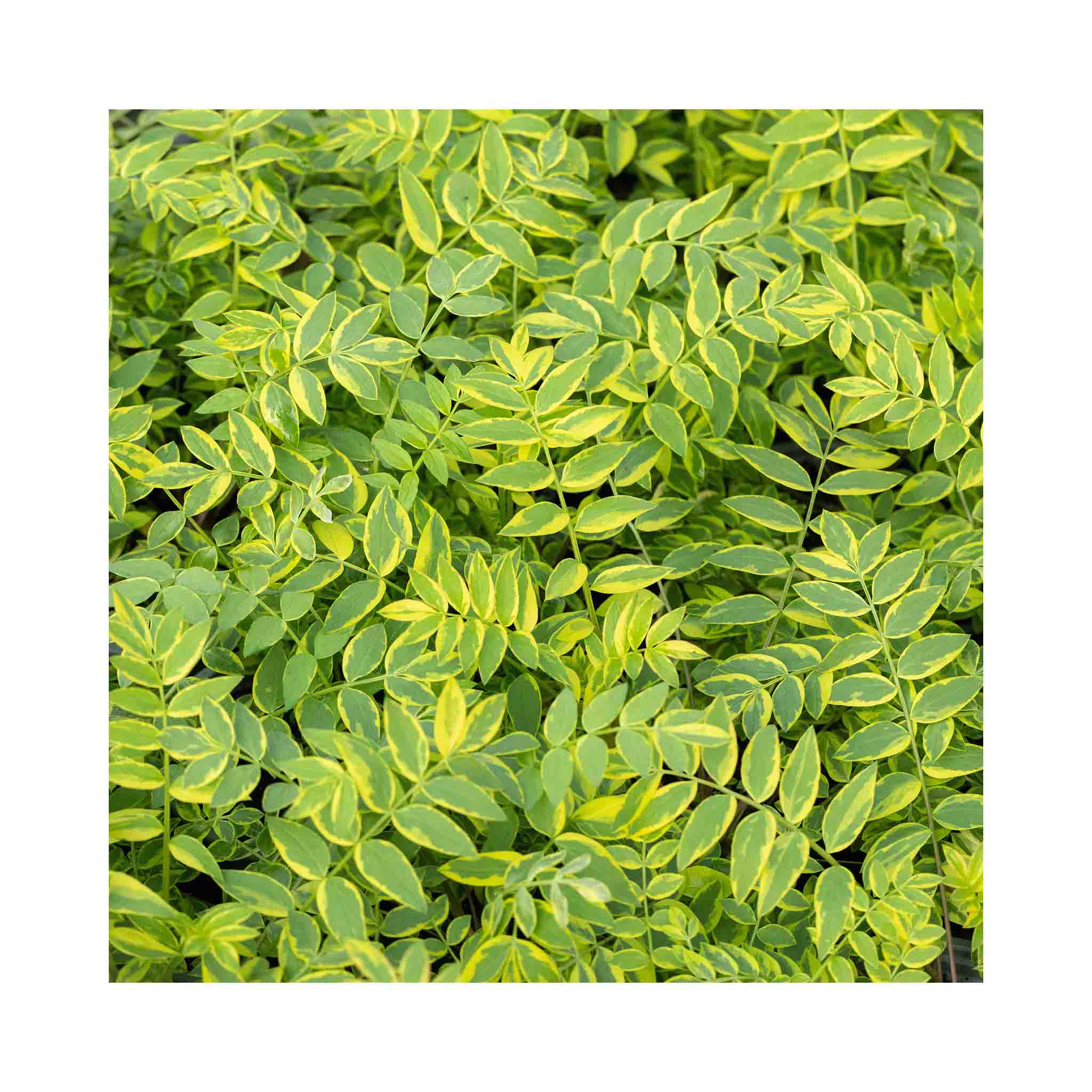 Polemonium Golden Feathers