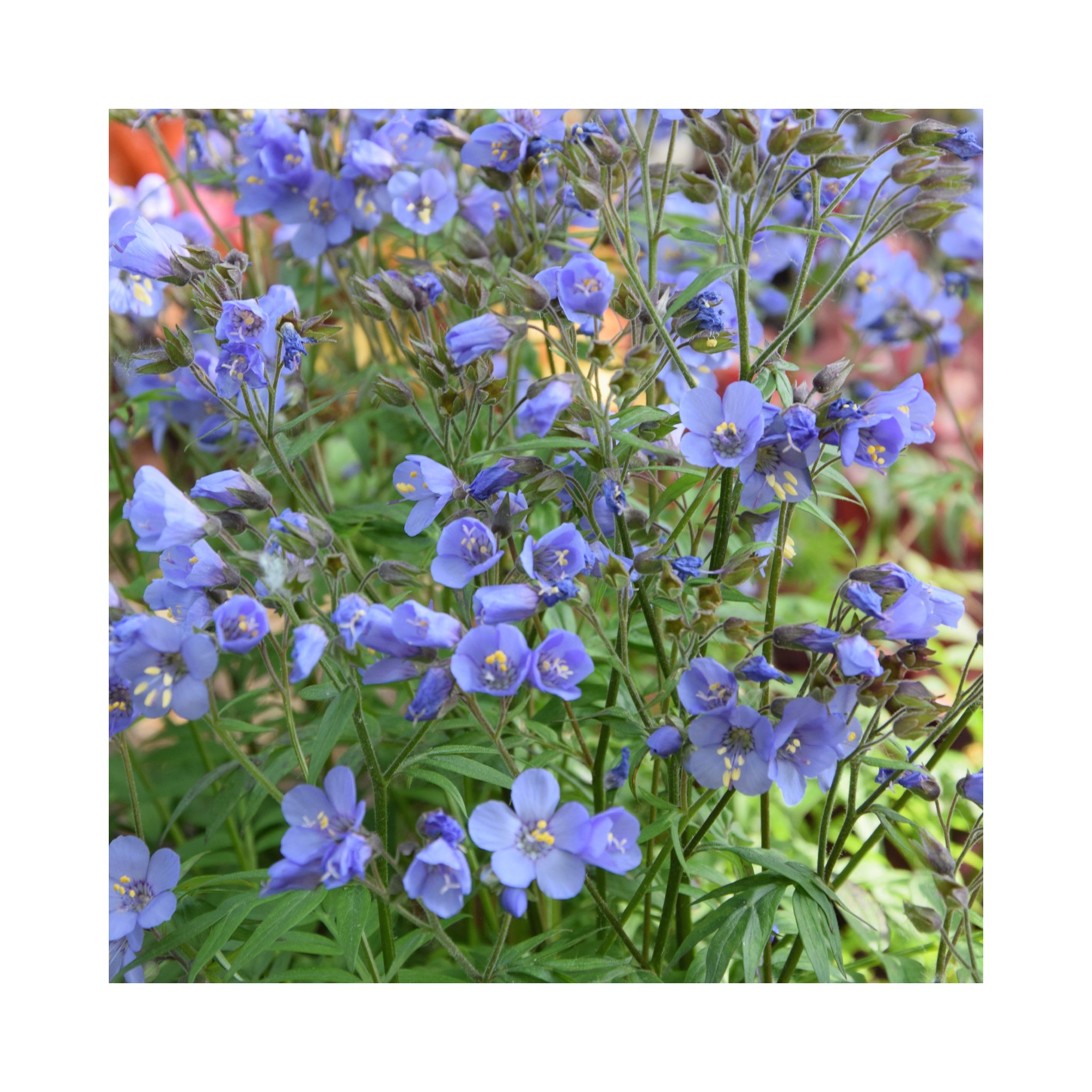 Polemonium Heaven Scent