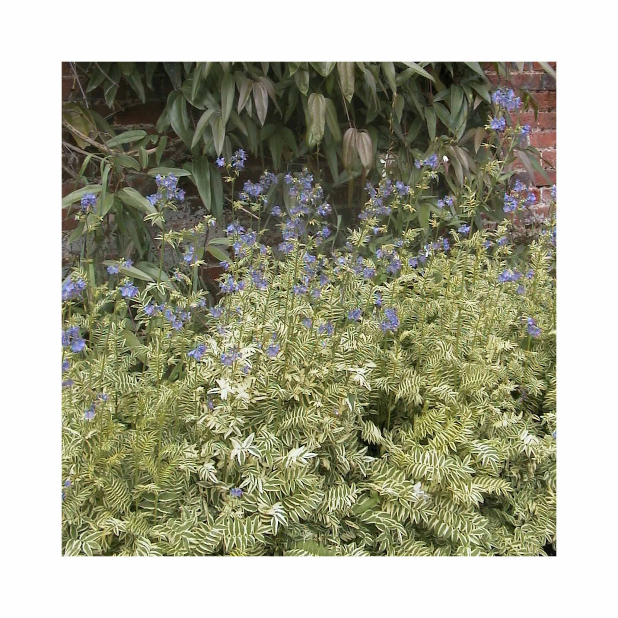 Polemonium Caerulem Brise D Anjou – Buyplants.co.uk