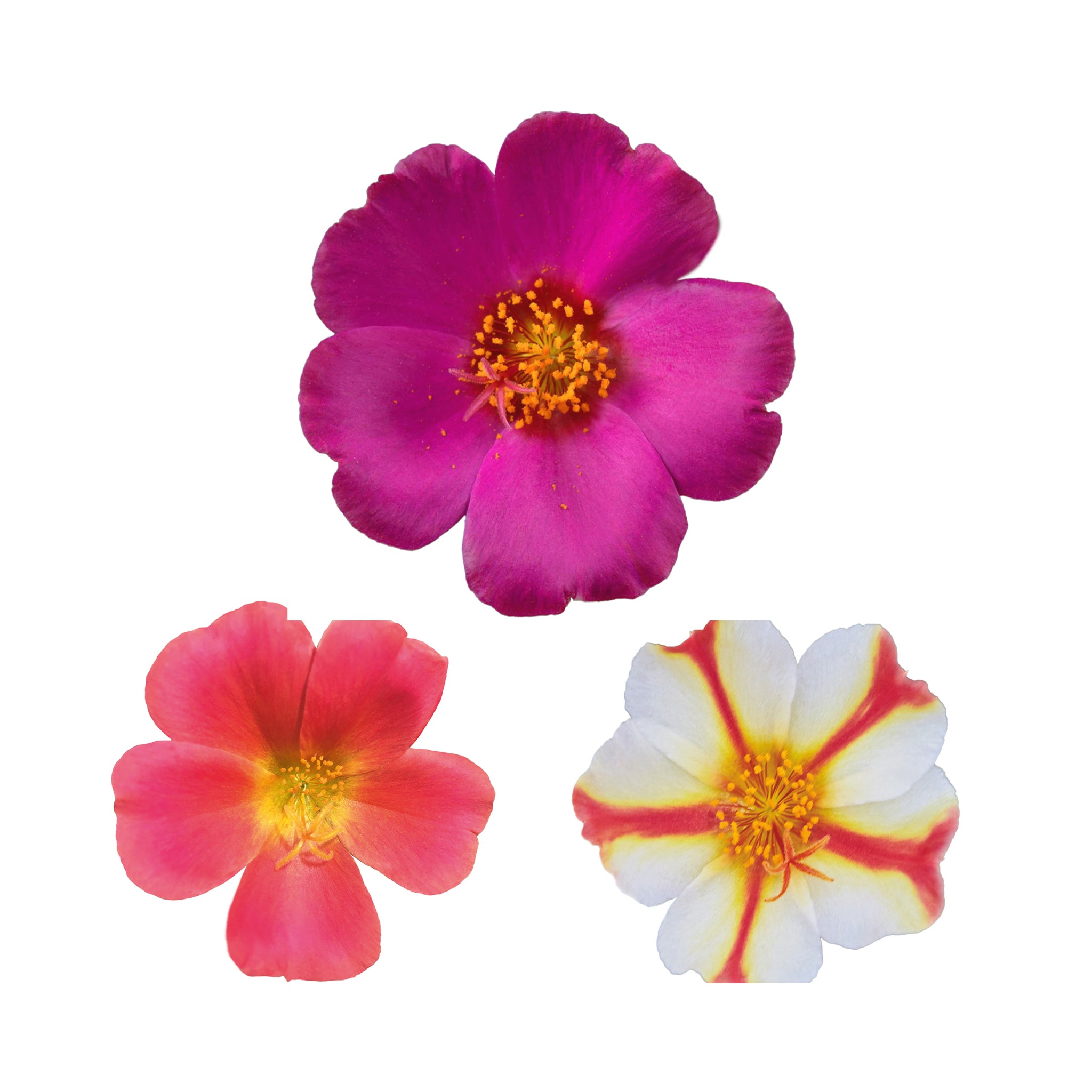 Portulaca Collection