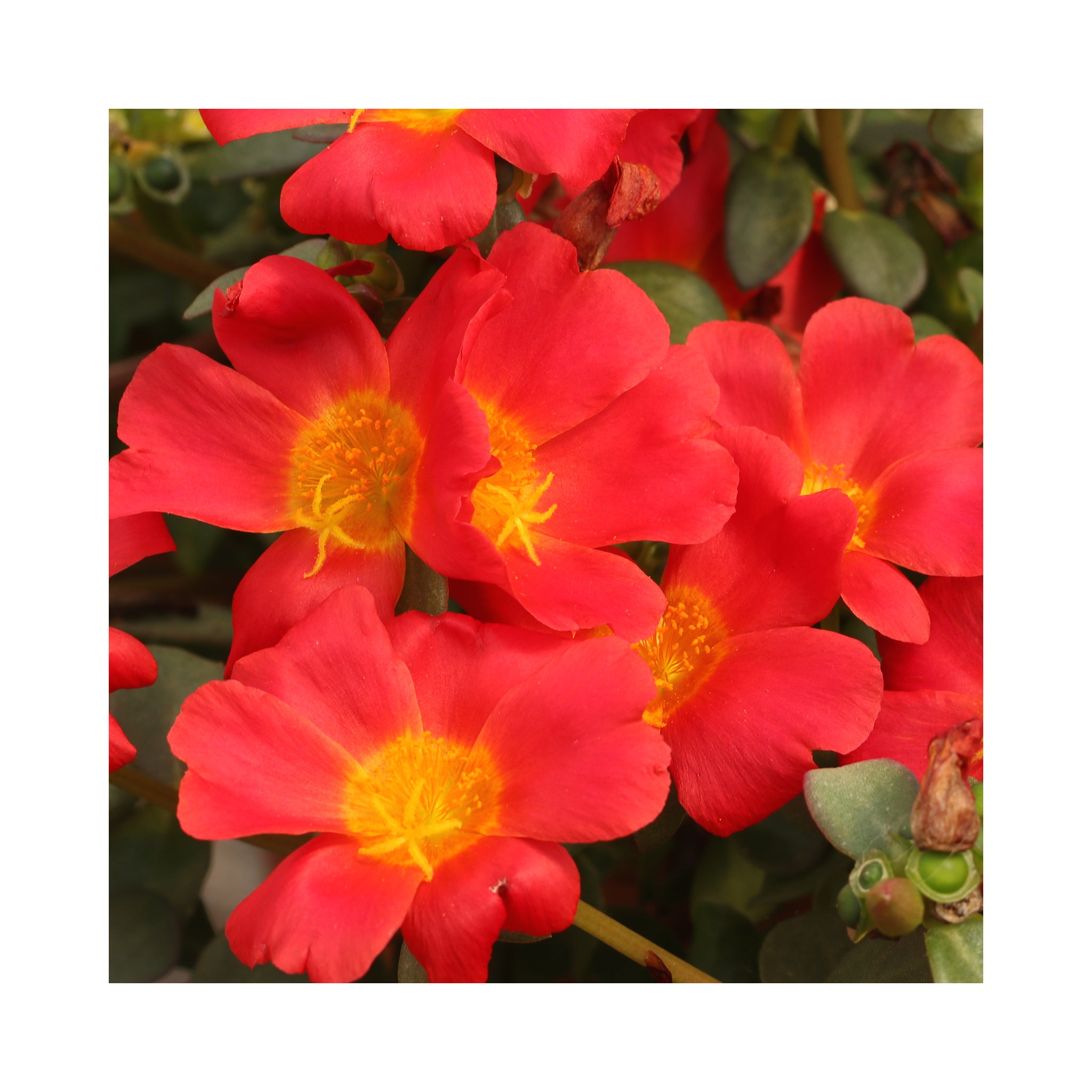 Portulaca Collection