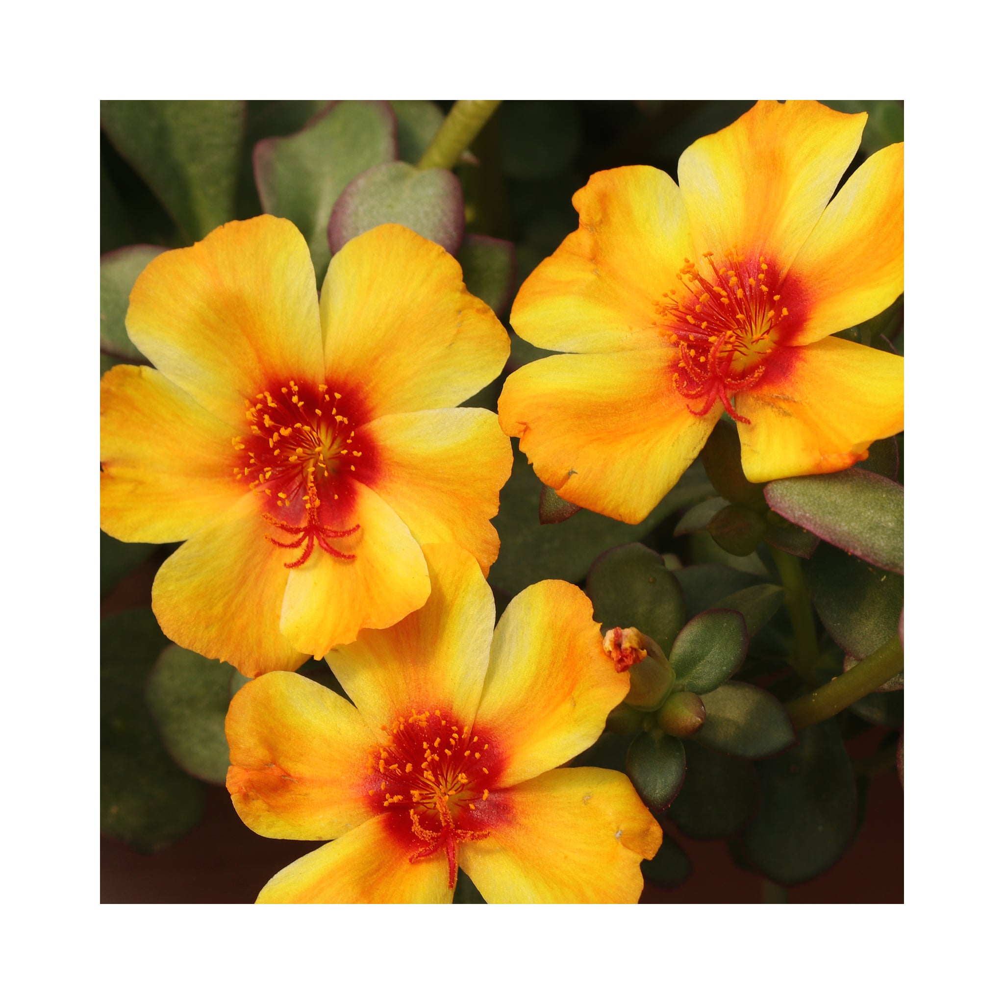 Portulaca Collection