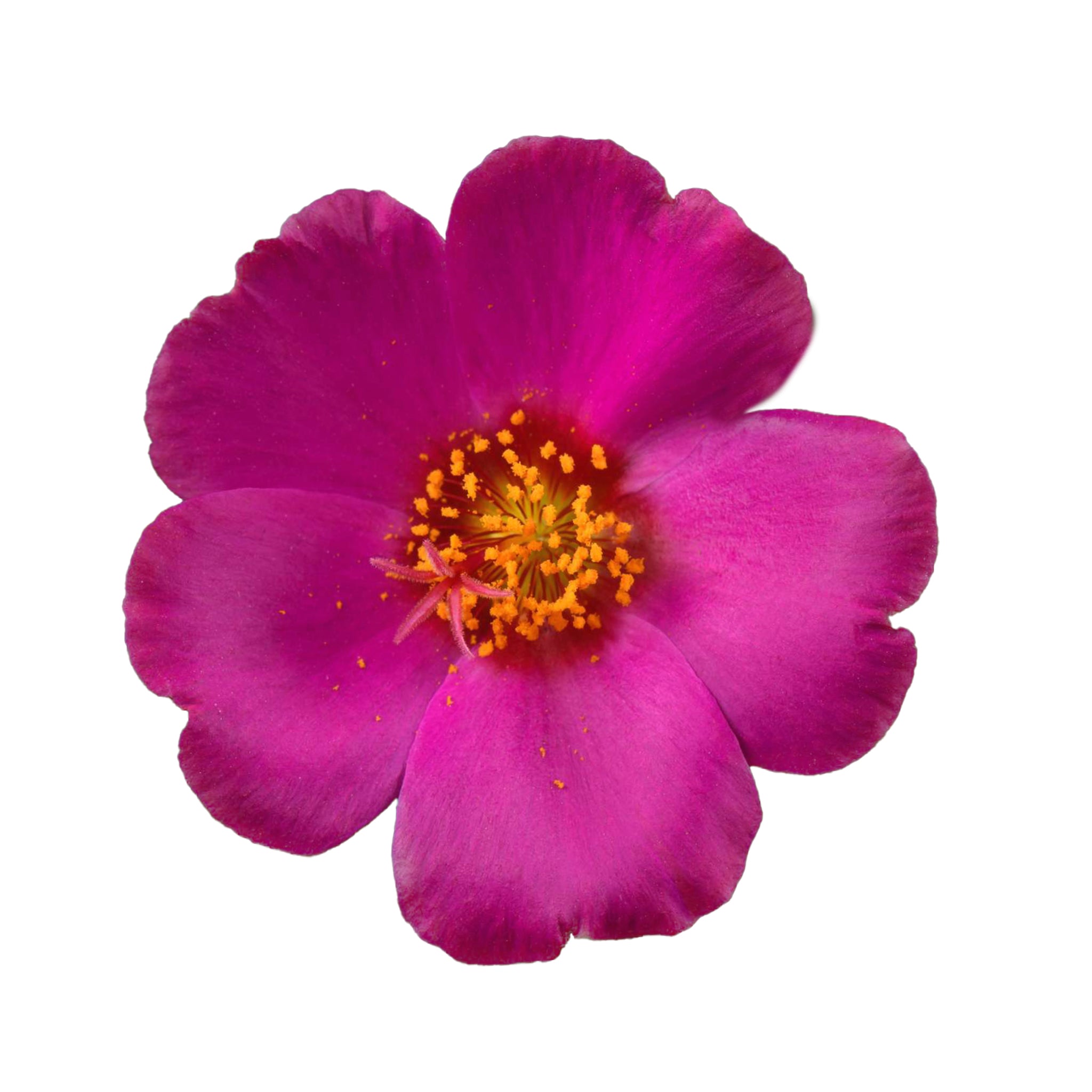 Portulaca Collection