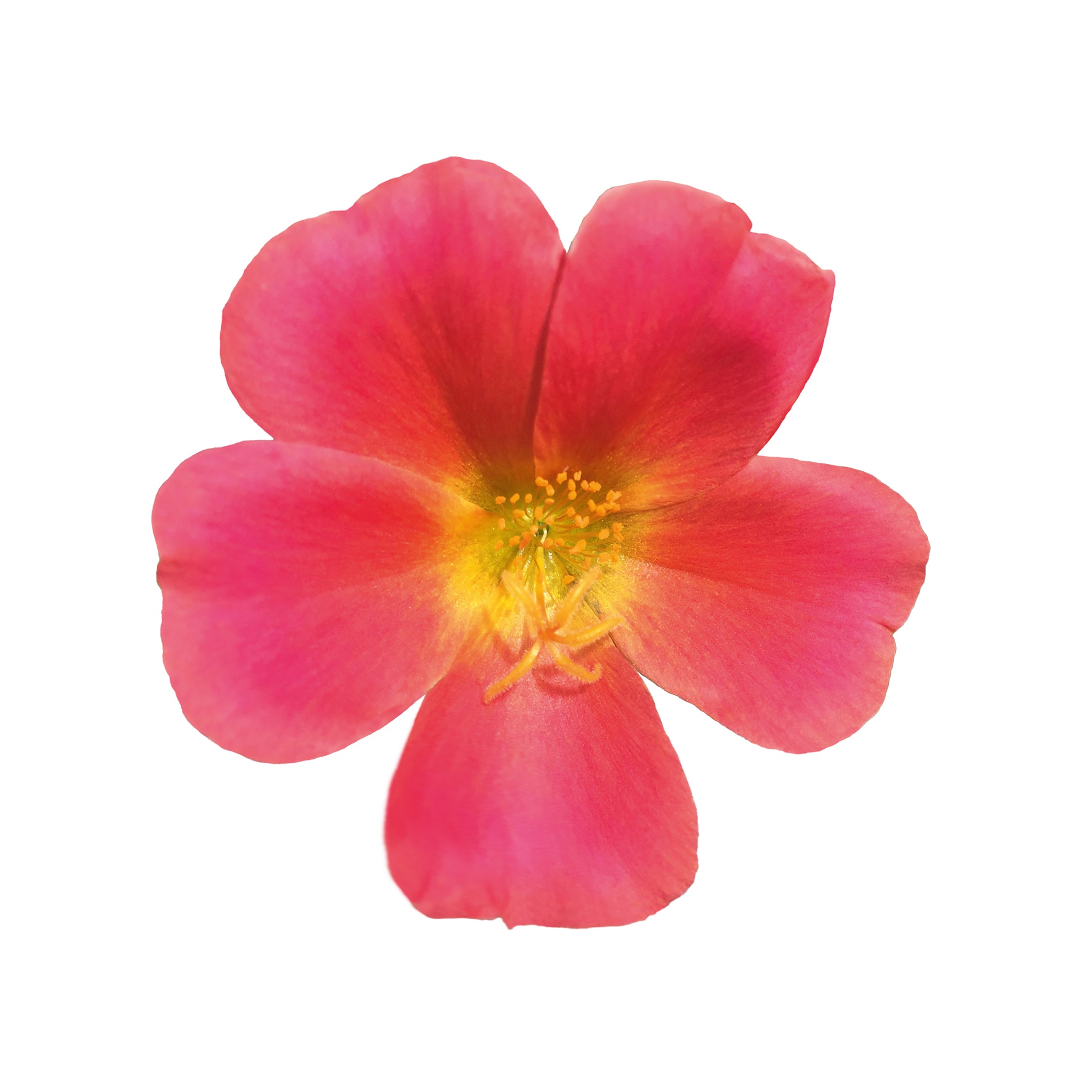 Portulaca Collection