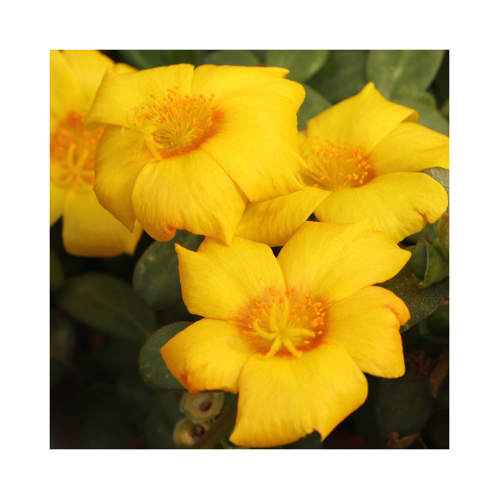 Portulaca Collection