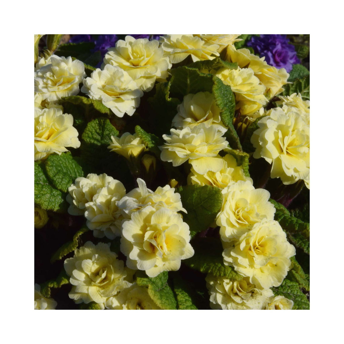 Primula Barnhaven Bonheur