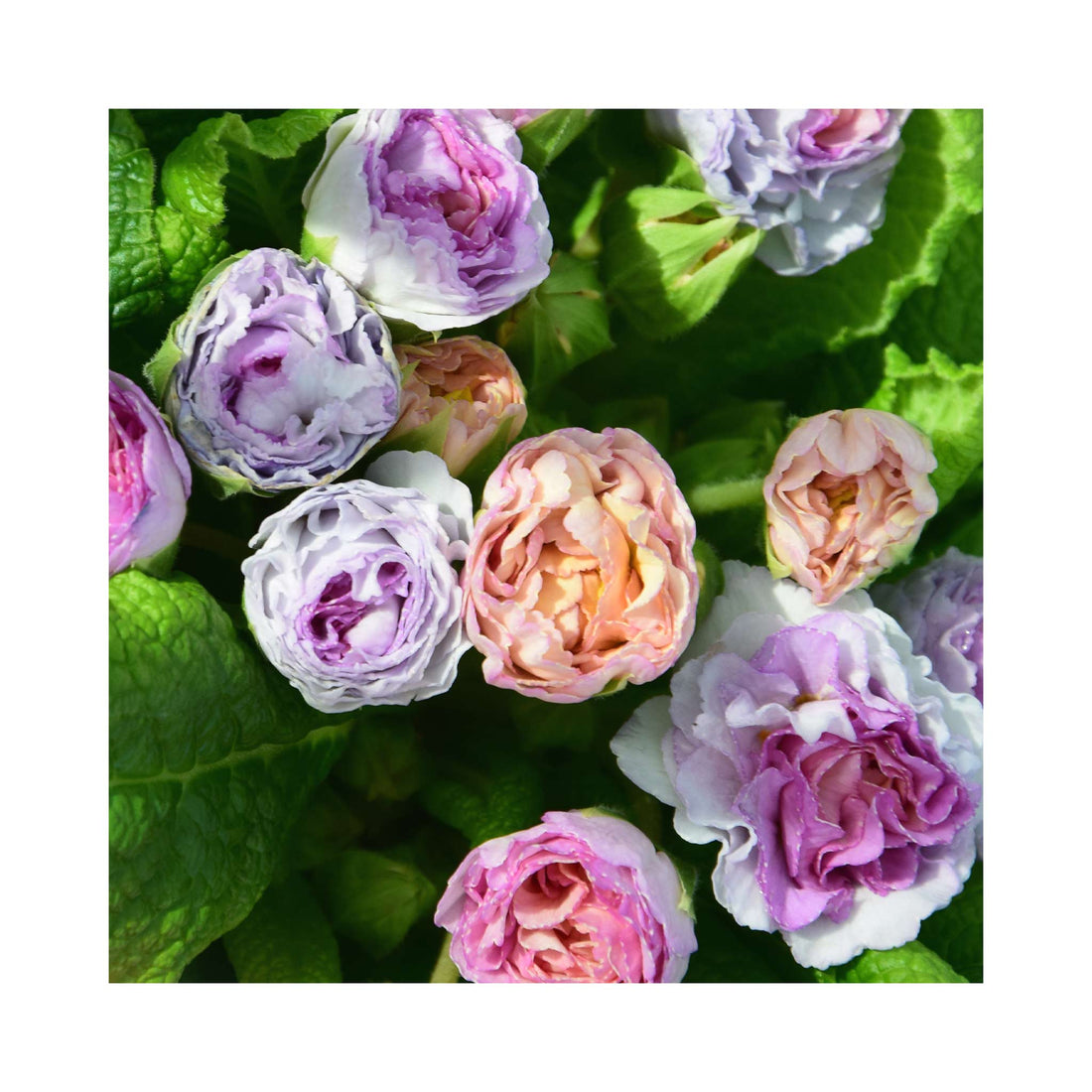 Primula Barnhaven Camaieu