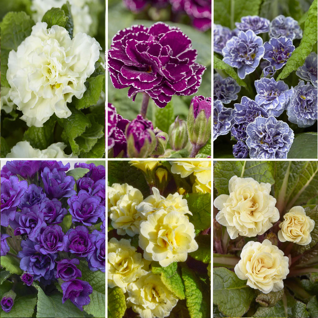 Primula Barnhaven Collection