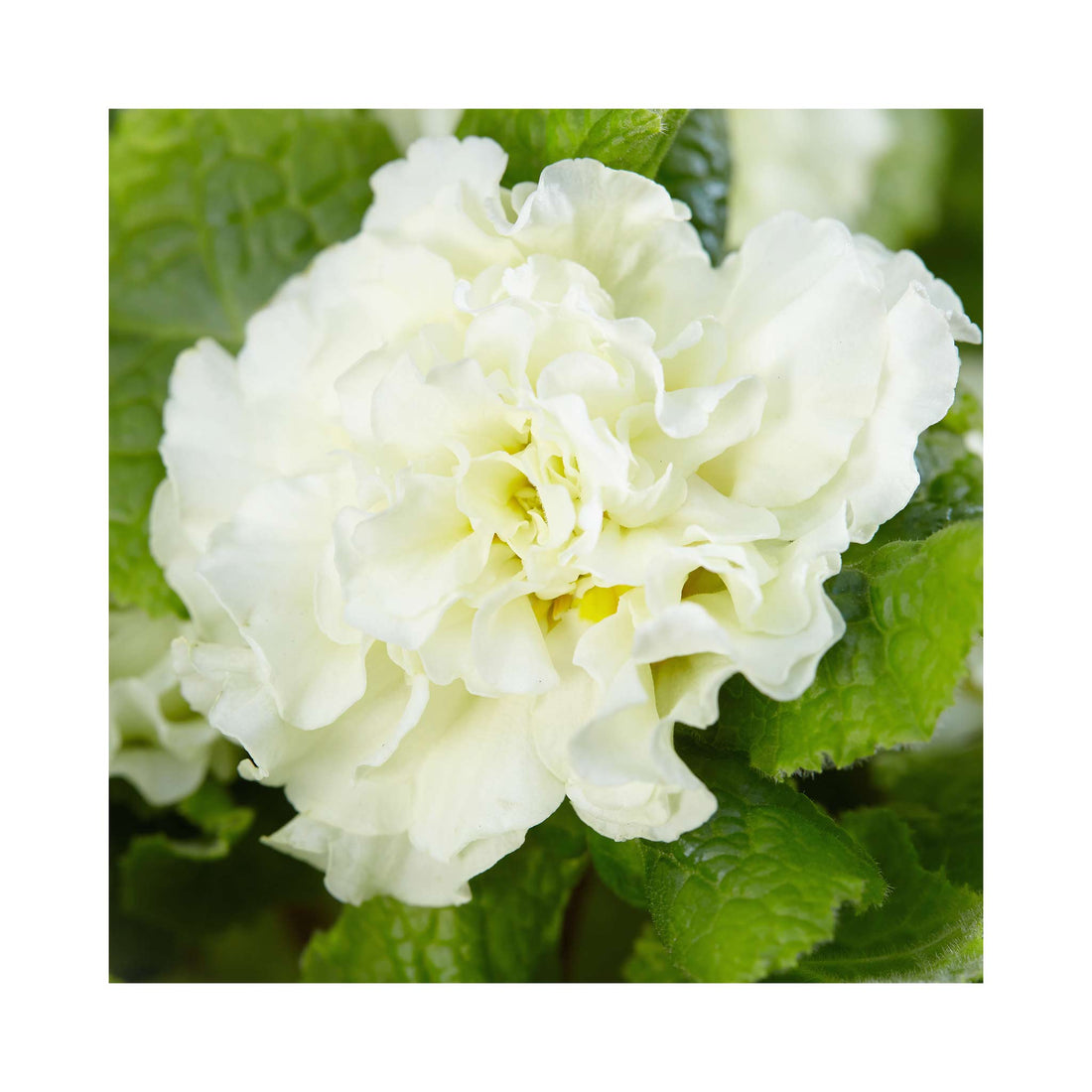 Primula Barnhaven Dentelle