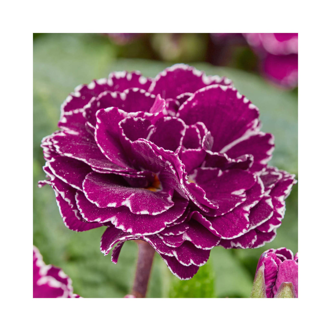 Primula Barnhaven Frou Frou