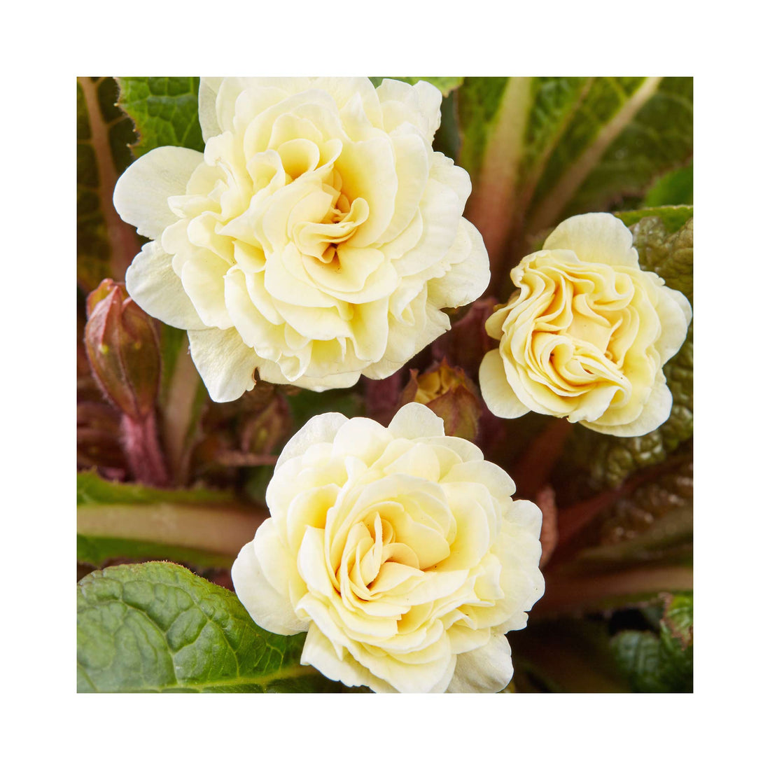 Primula Barnhaven Guernsey Cream
