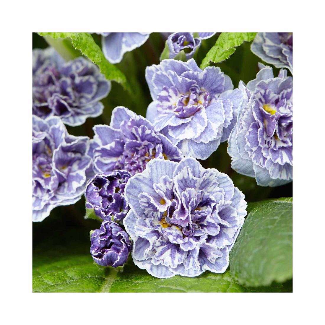 Primula Barnhaven Vintage