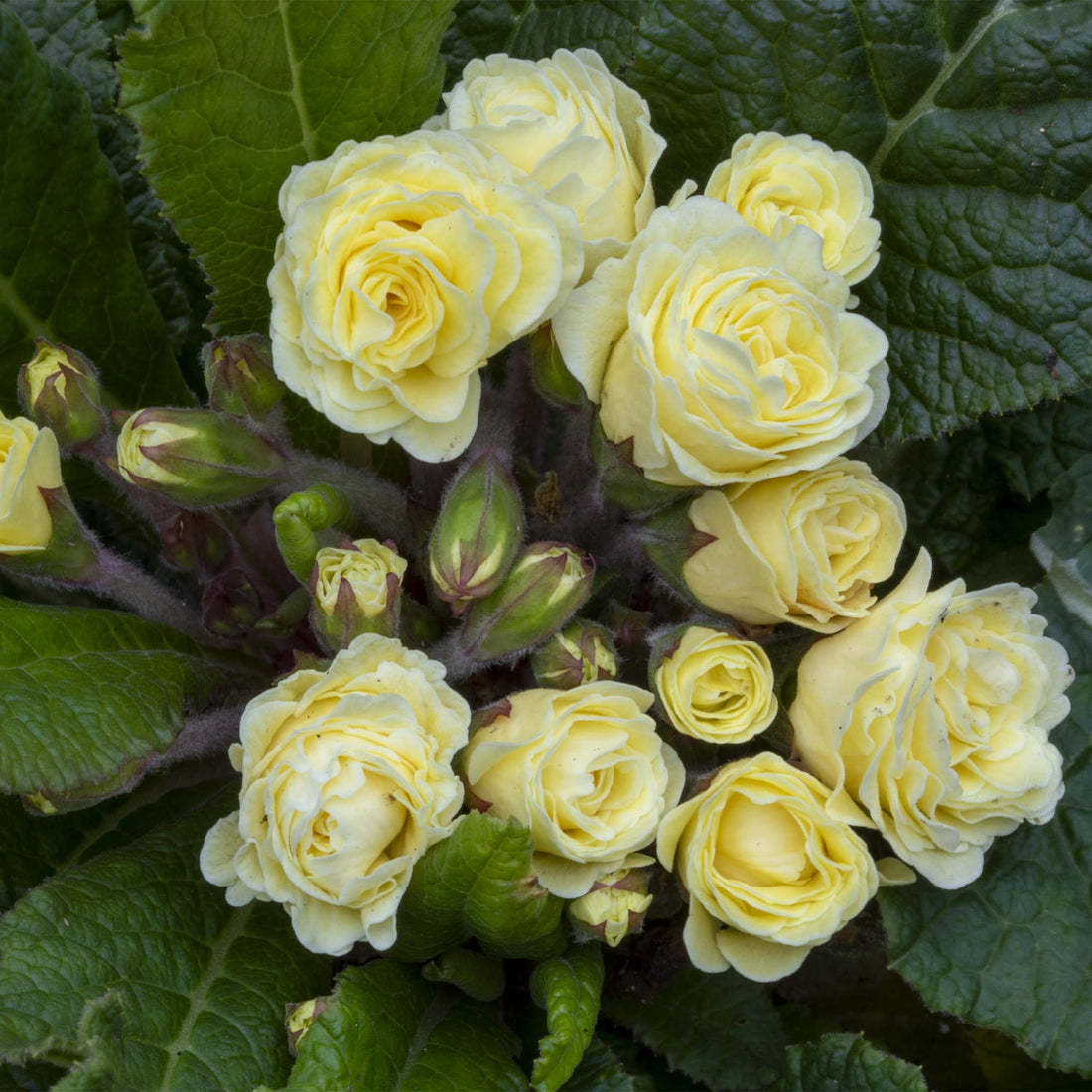 Primula Barnhaven Bonheur