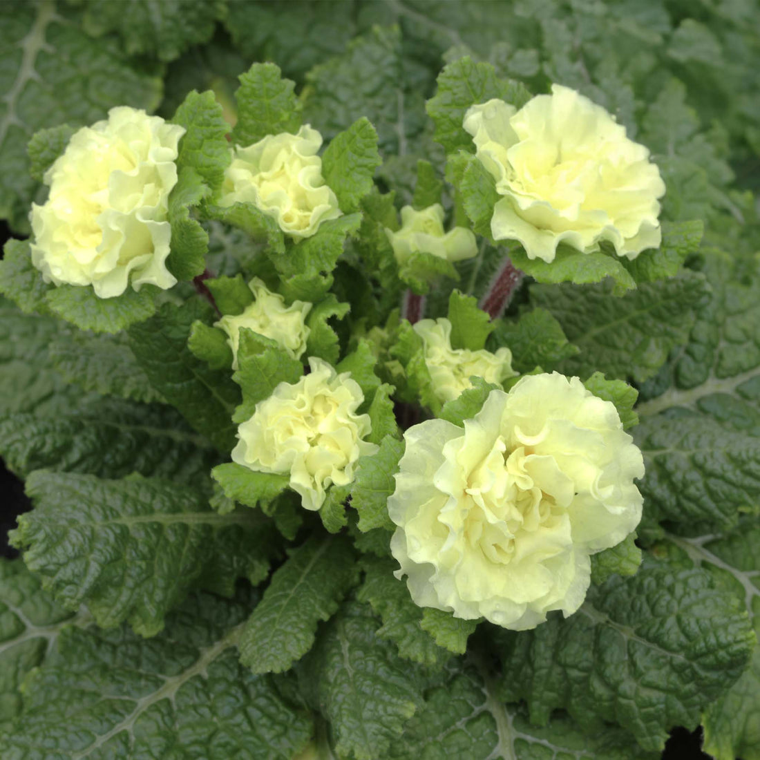 Primula Barnhaven Dentelle