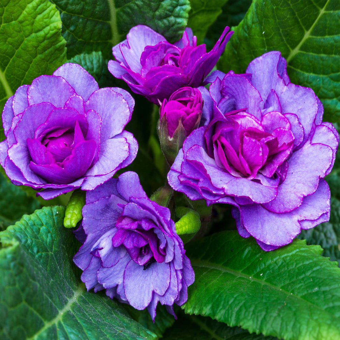 Primula Barnhaven Purple Storm