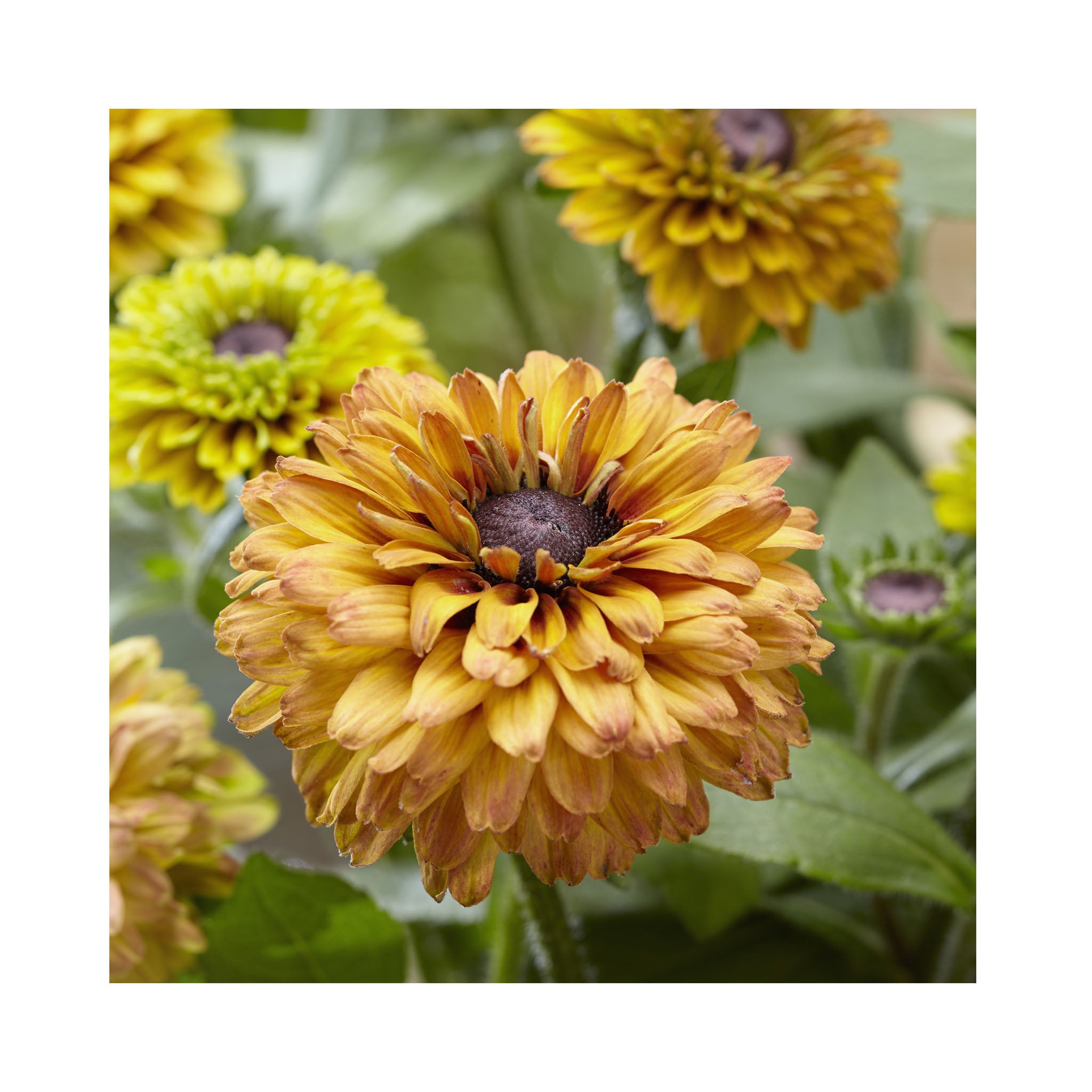 Rudbeckia hirta &