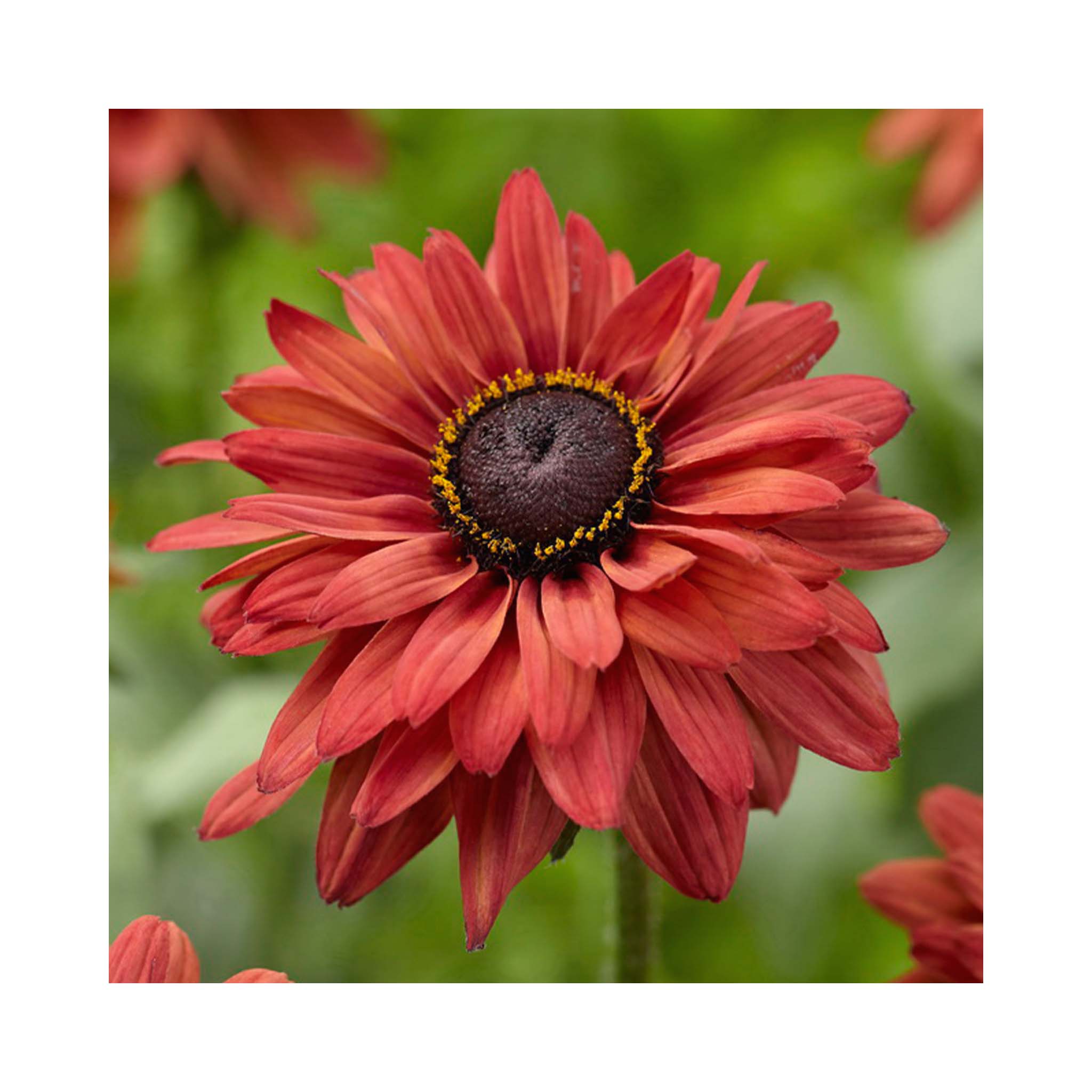 Rudbeckia Hirta 'enchanted Flame' – Buyplants.co.uk