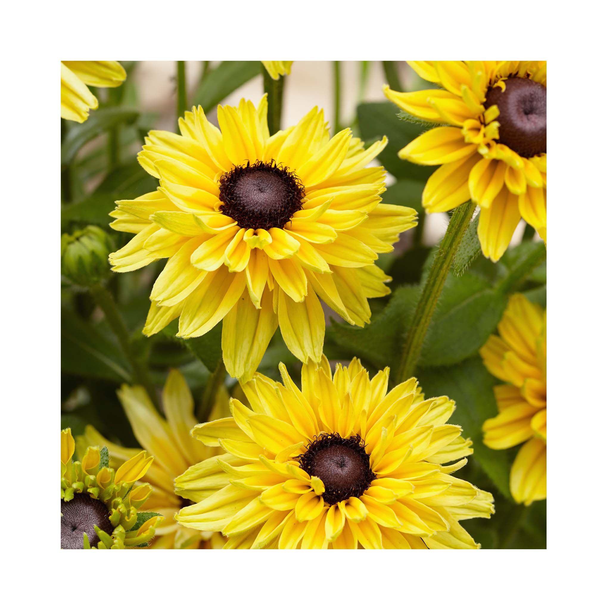 Rudbeckia hirta &