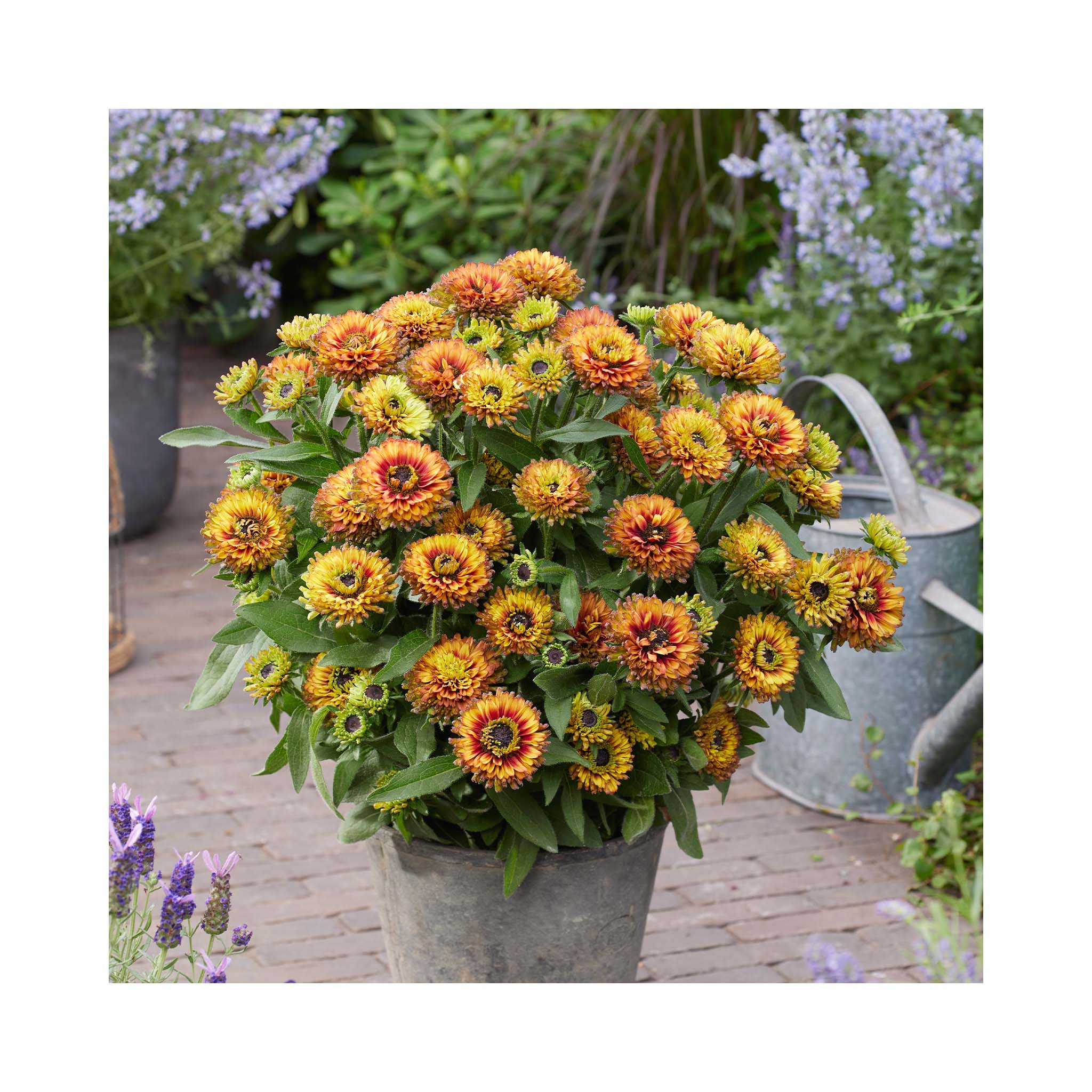 Rudbeckia hirta &