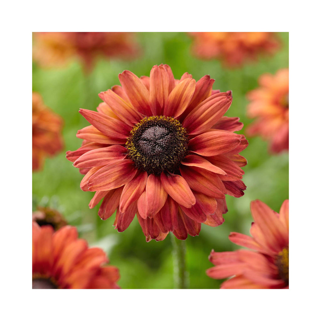 Rudbeckia hirta collection
