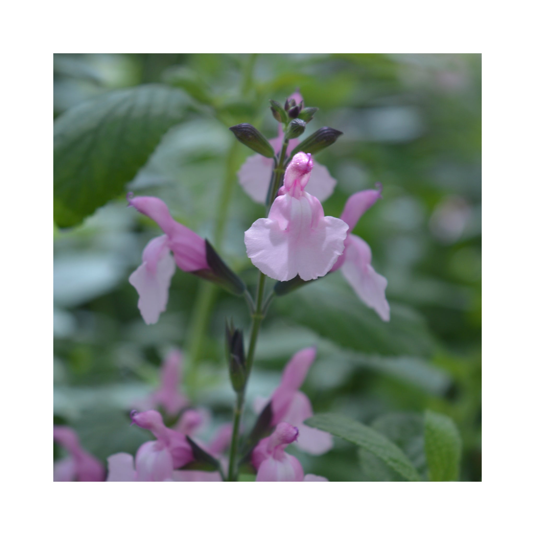 Salvia Angel Wings