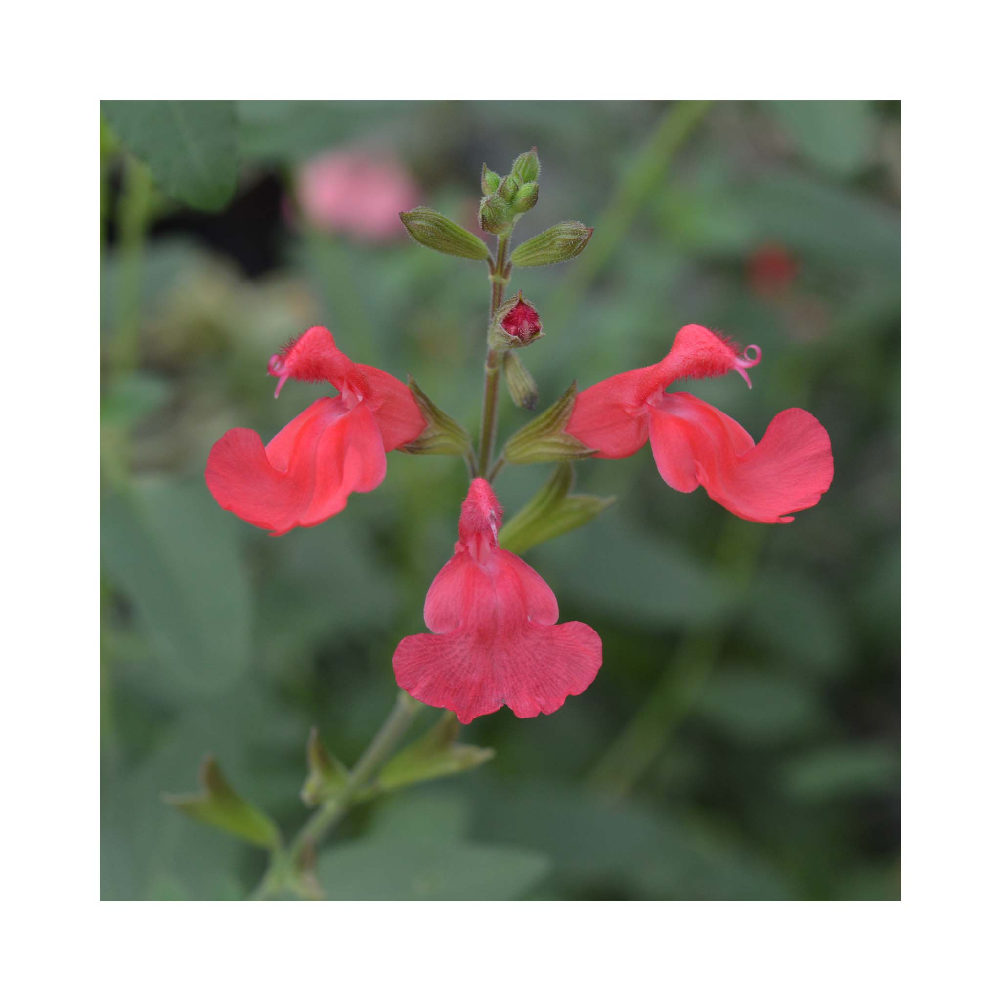 Salvia Flammen