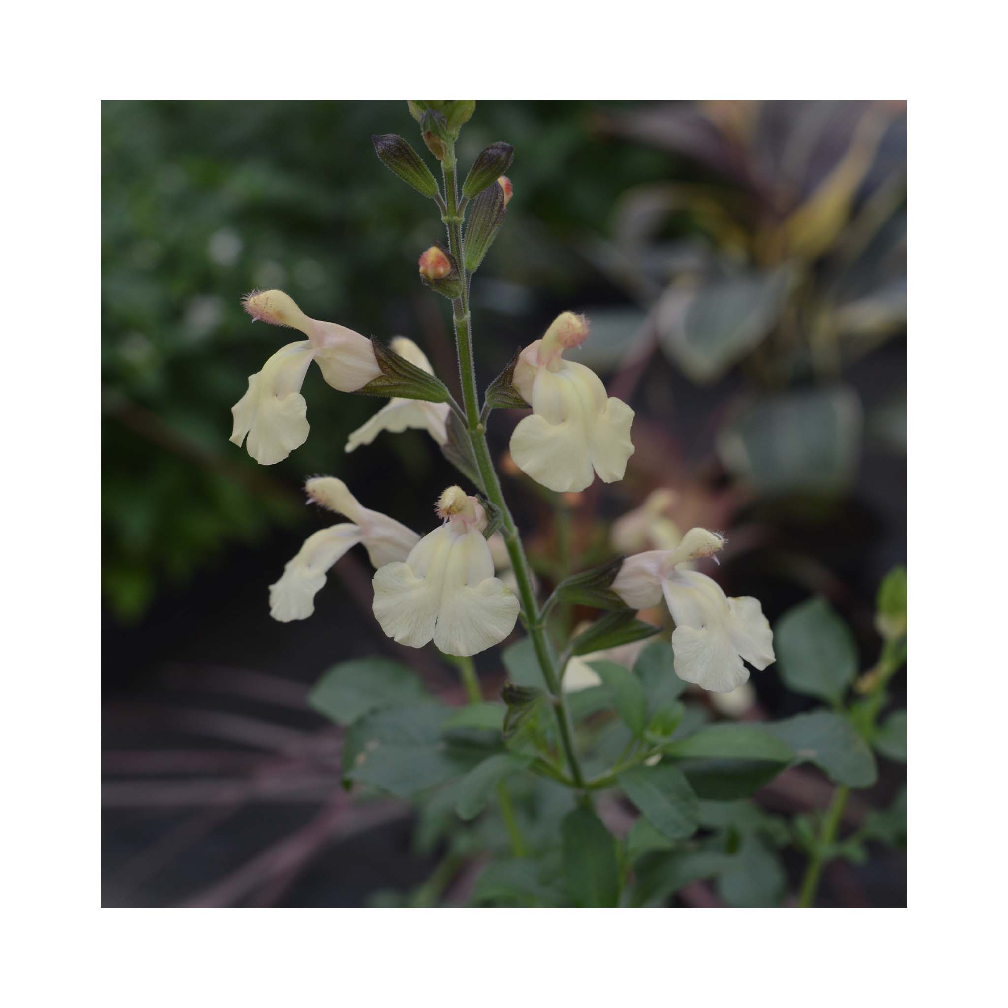 Salvia Melen