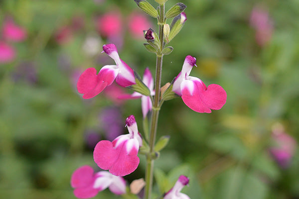 Salvia flower of pink and white