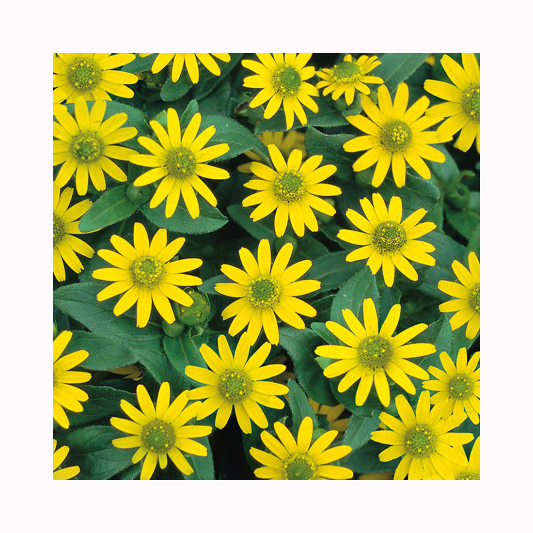 Sanvitalia Solaris Trailing