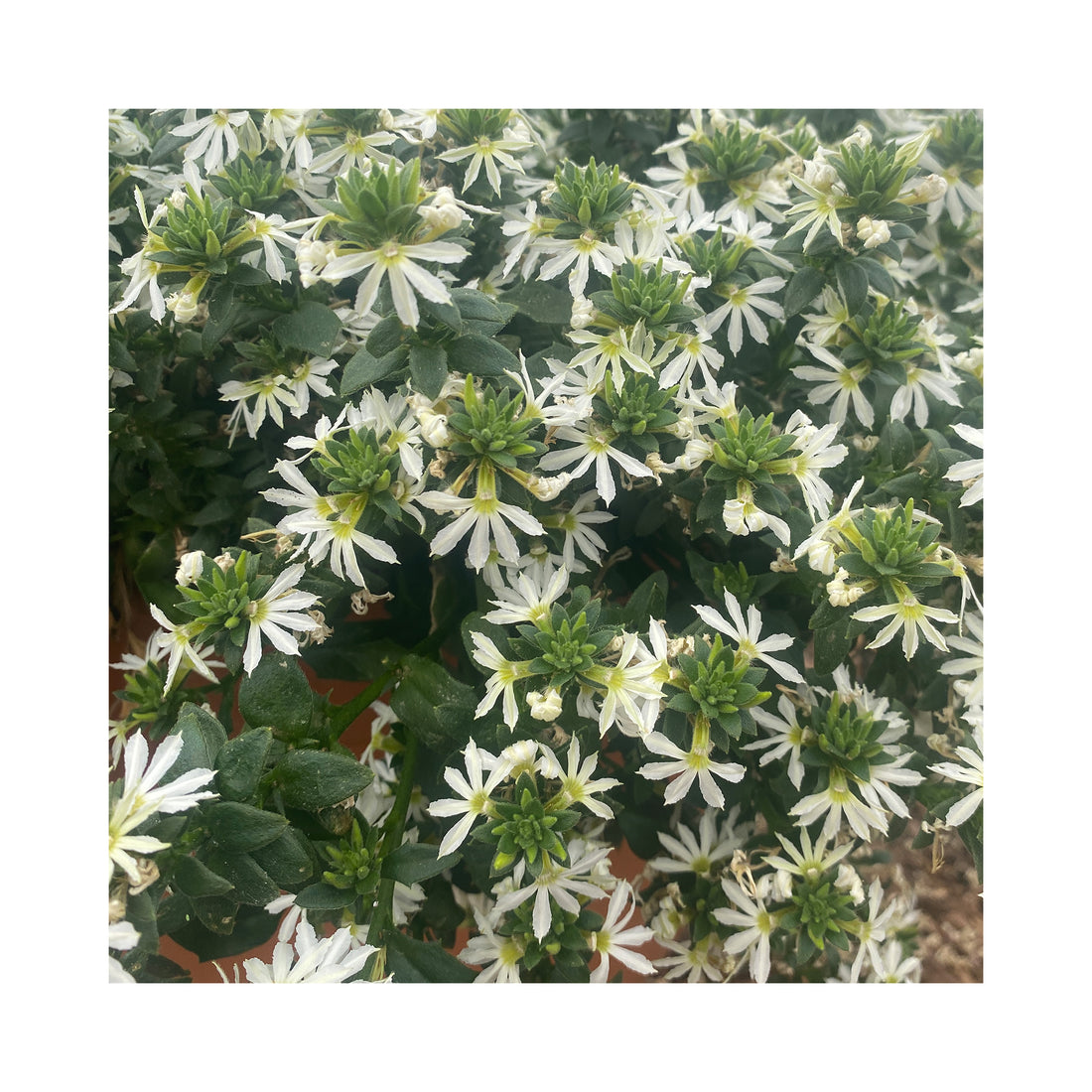 Scaevola Ventia White