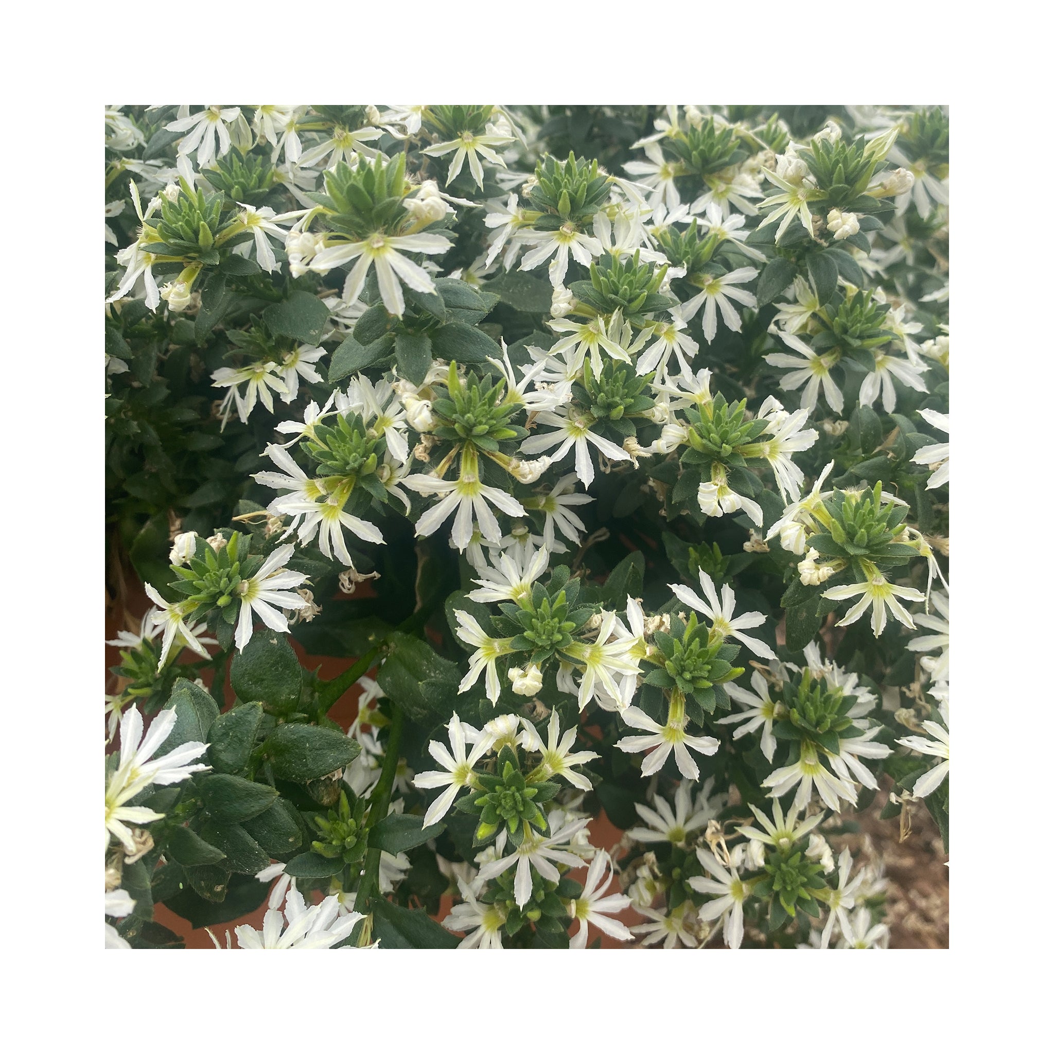 Scaevola Ventia White
