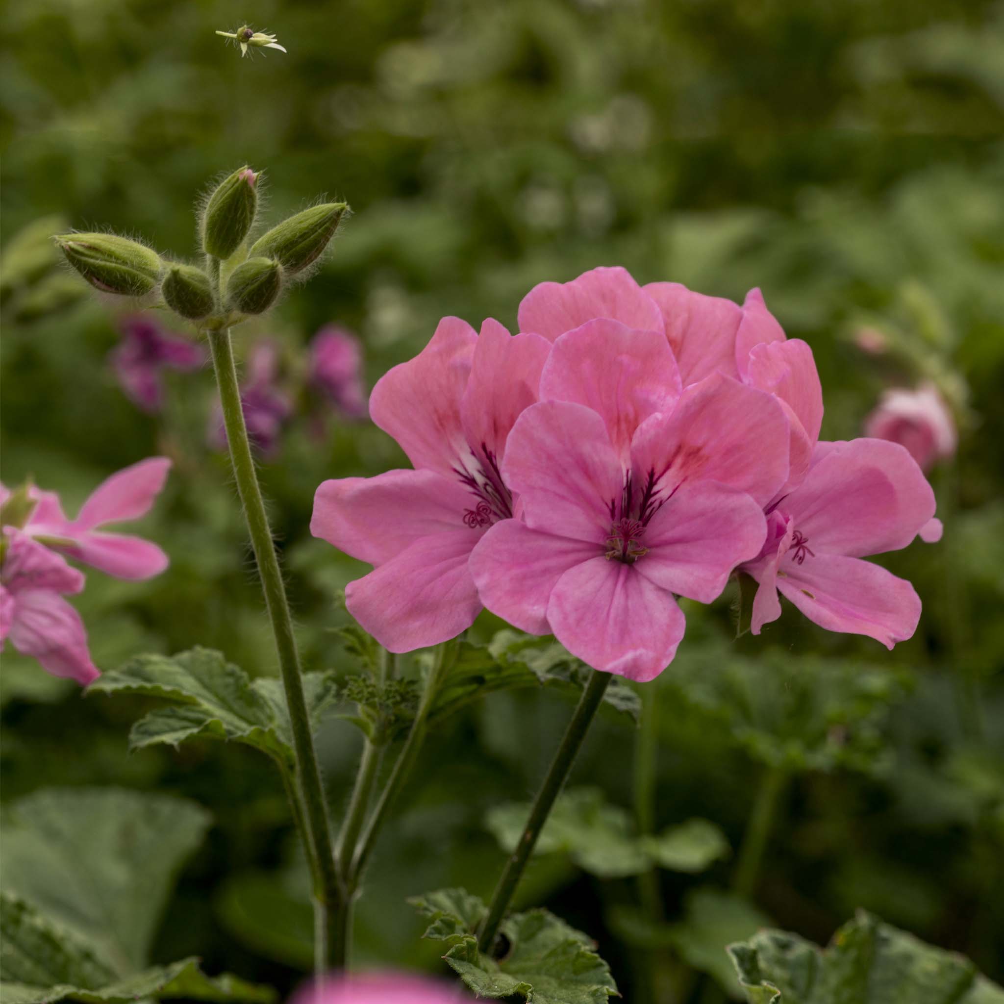 Scented Pelargonium (Geranium) Clorinda