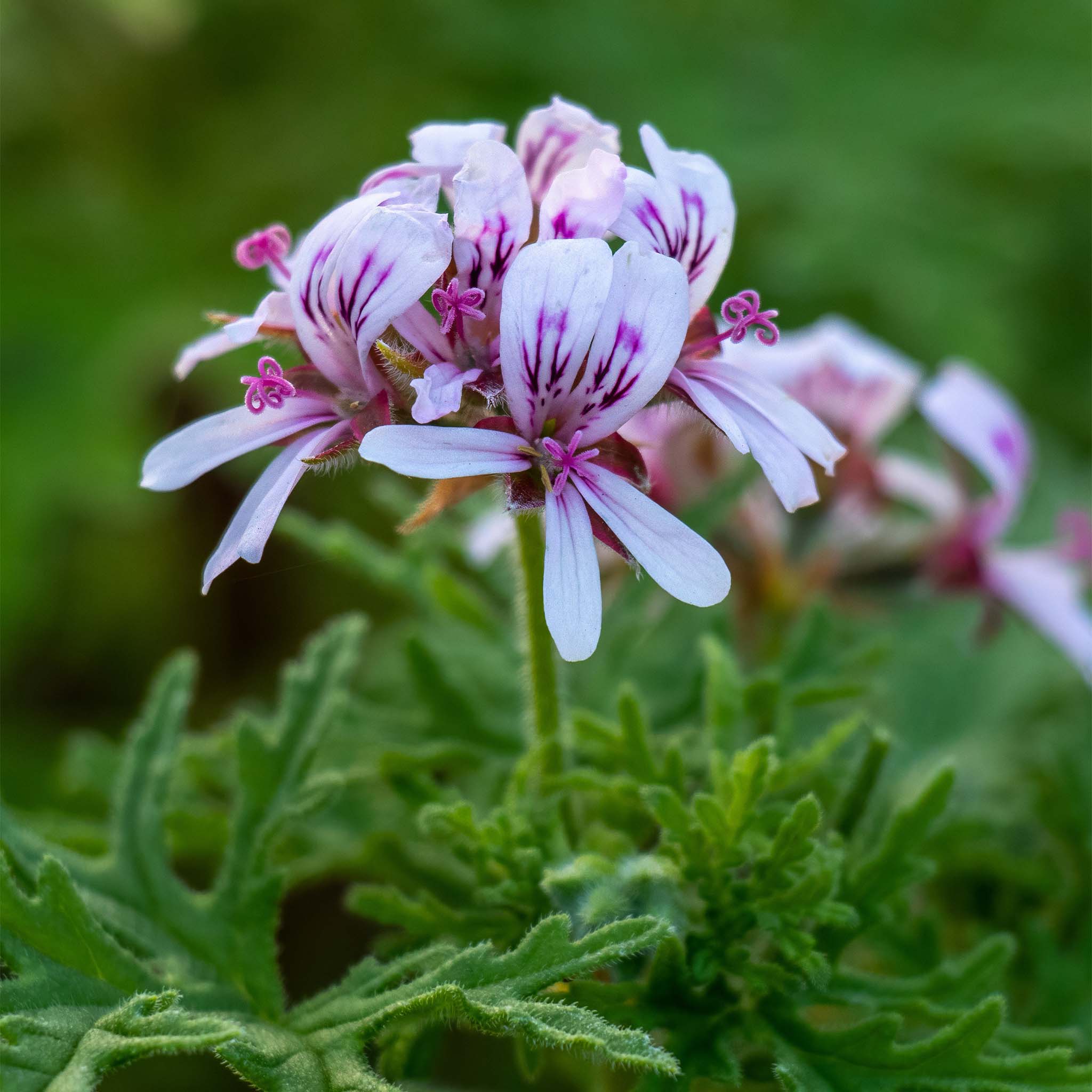 Scented Pelargonium (Geranium) Lara Candy Dancer
