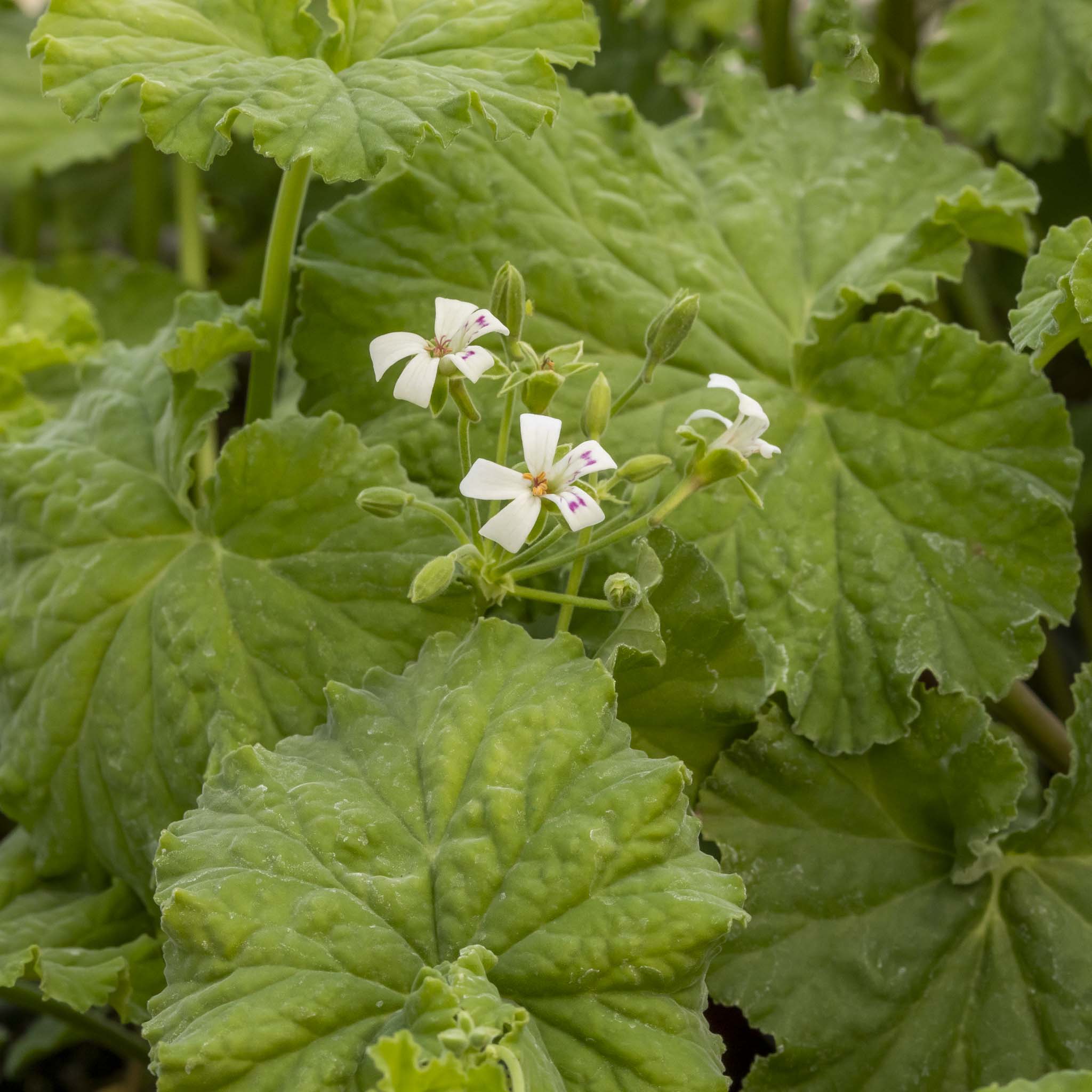 Scented Pelargonium (Geranium) Odoratissimum
