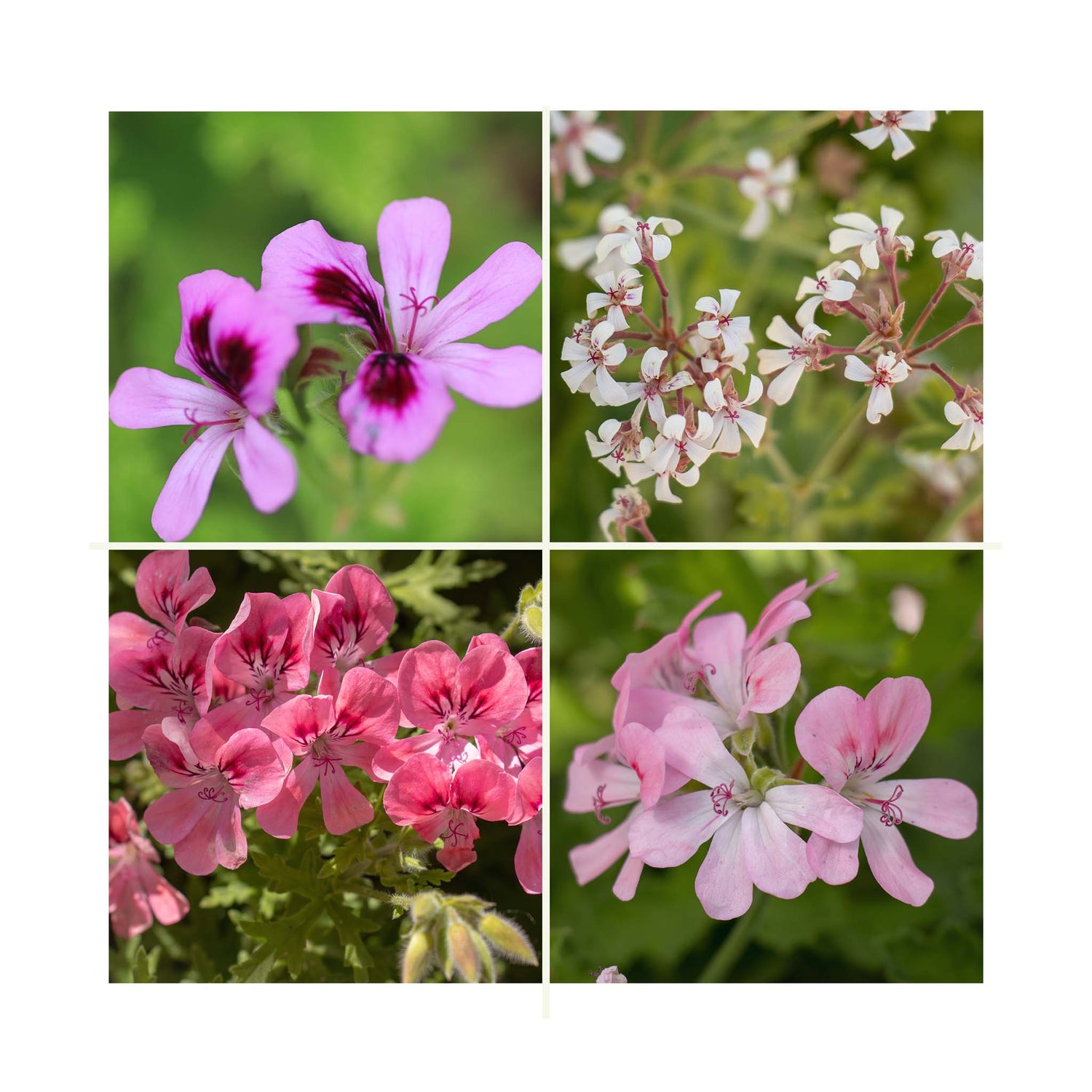 Scented Geranium, 6 mixed starter plants - Stunning Flowers with Scented Foliage